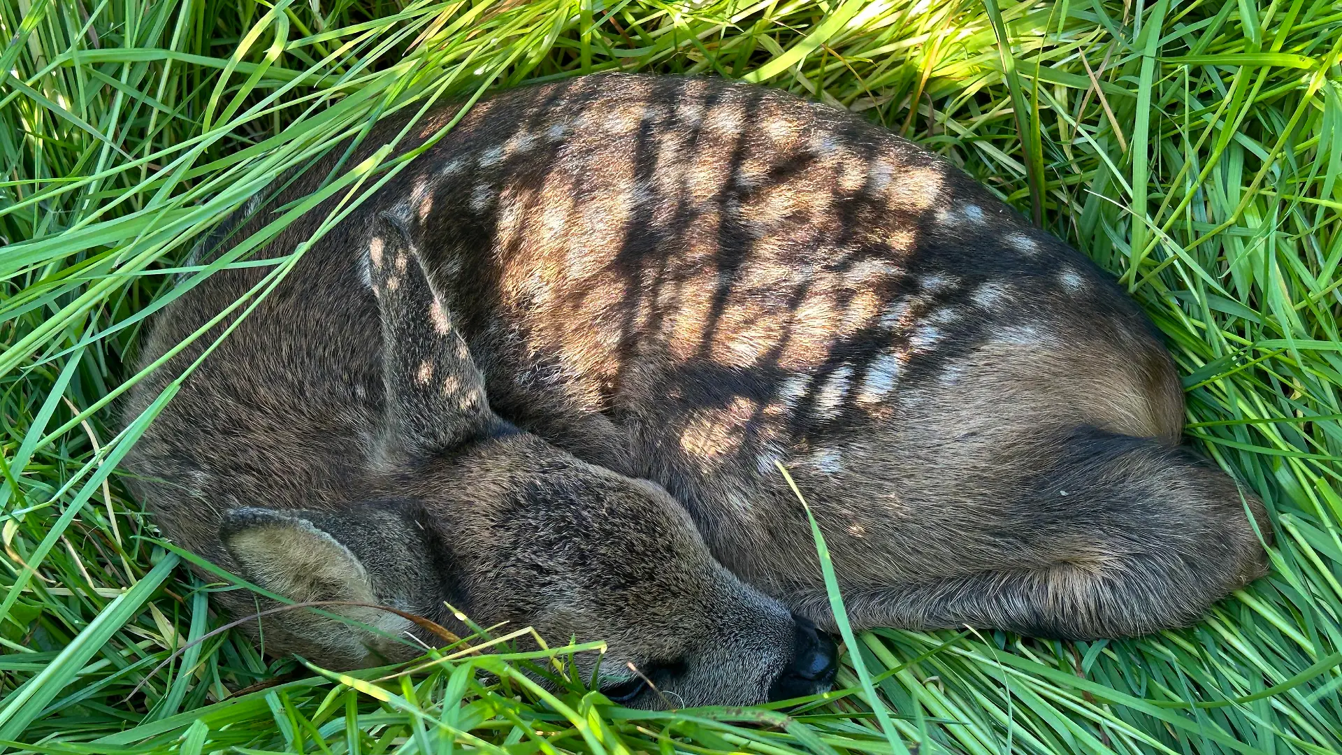 Ein wenige Tage altes Rehkitz, versteckt in einer Wiese.