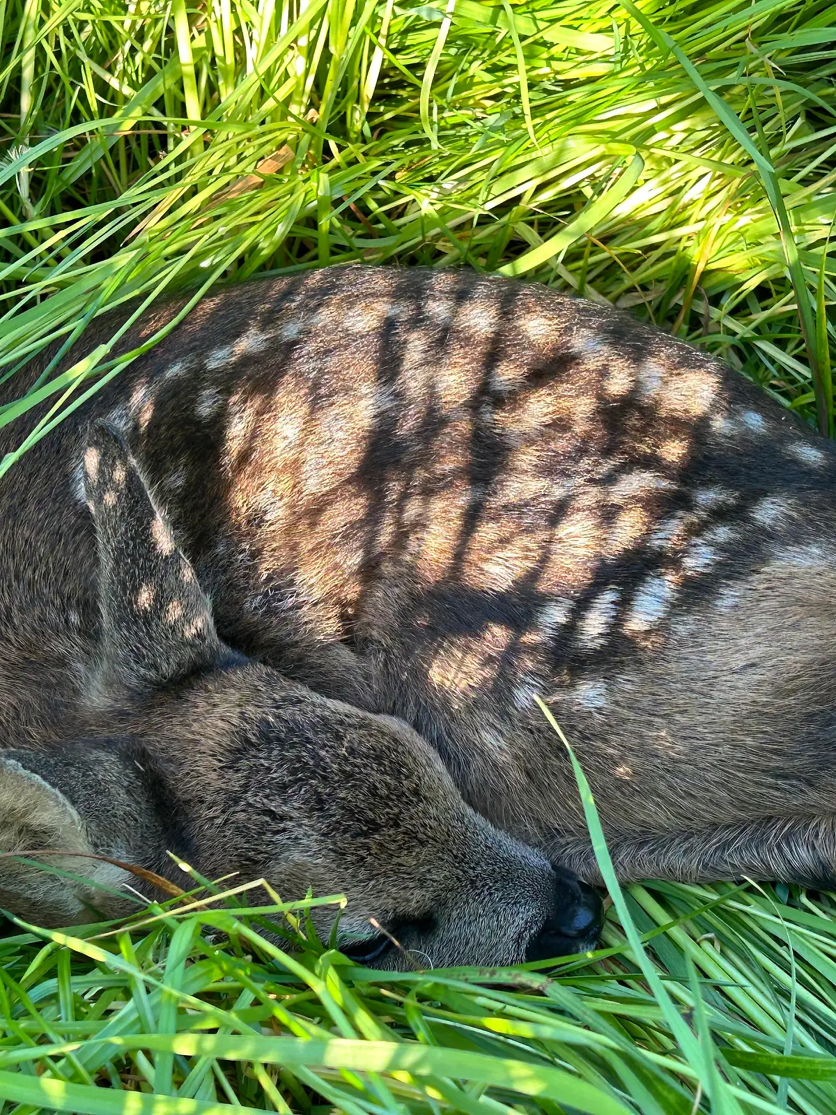 Ein wenige Tage altes Rehkitz, versteckt in einer Wiese.