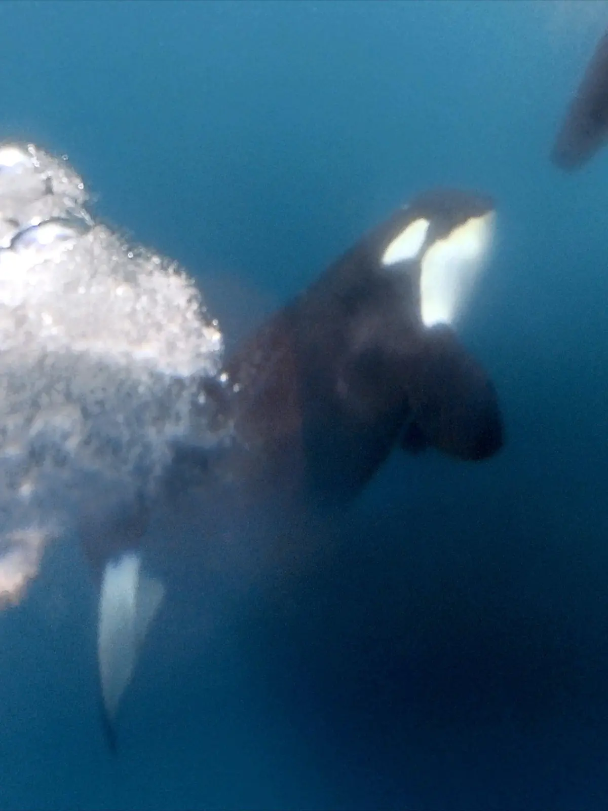 HANDOUT - 22.06.2023, ---, --: Ein Orca nähert sich 2023 dem Boot von Team Jajo beim Ocean Race vor Gibraltar. (zu dpa: «Medien: Orcas versenken 15 Meter-Jacht vor Küste Marokkos») Foto: Brend Schuil / Team Jajo/The Ocean Race/dpa +++ dpa-Bildfunk +++