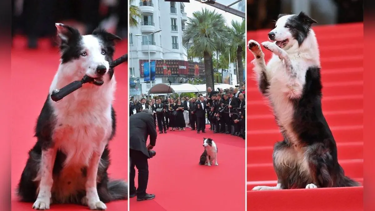 Sandra Hüllers Filmhund Messi rockt den roten Teppich in Cannes