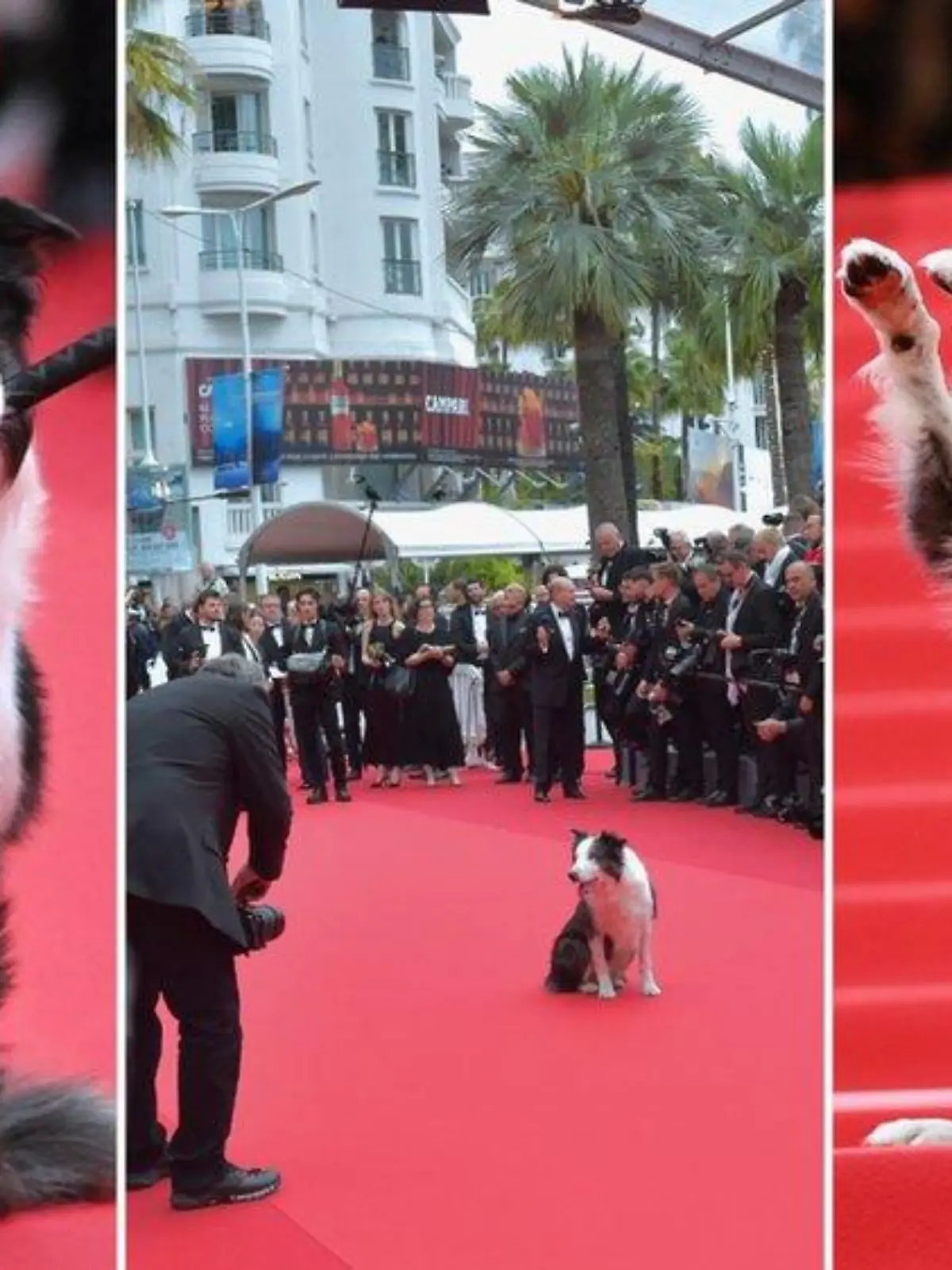Sandra Hüllers Filmhund Messi rockt den roten Teppich in Cannes