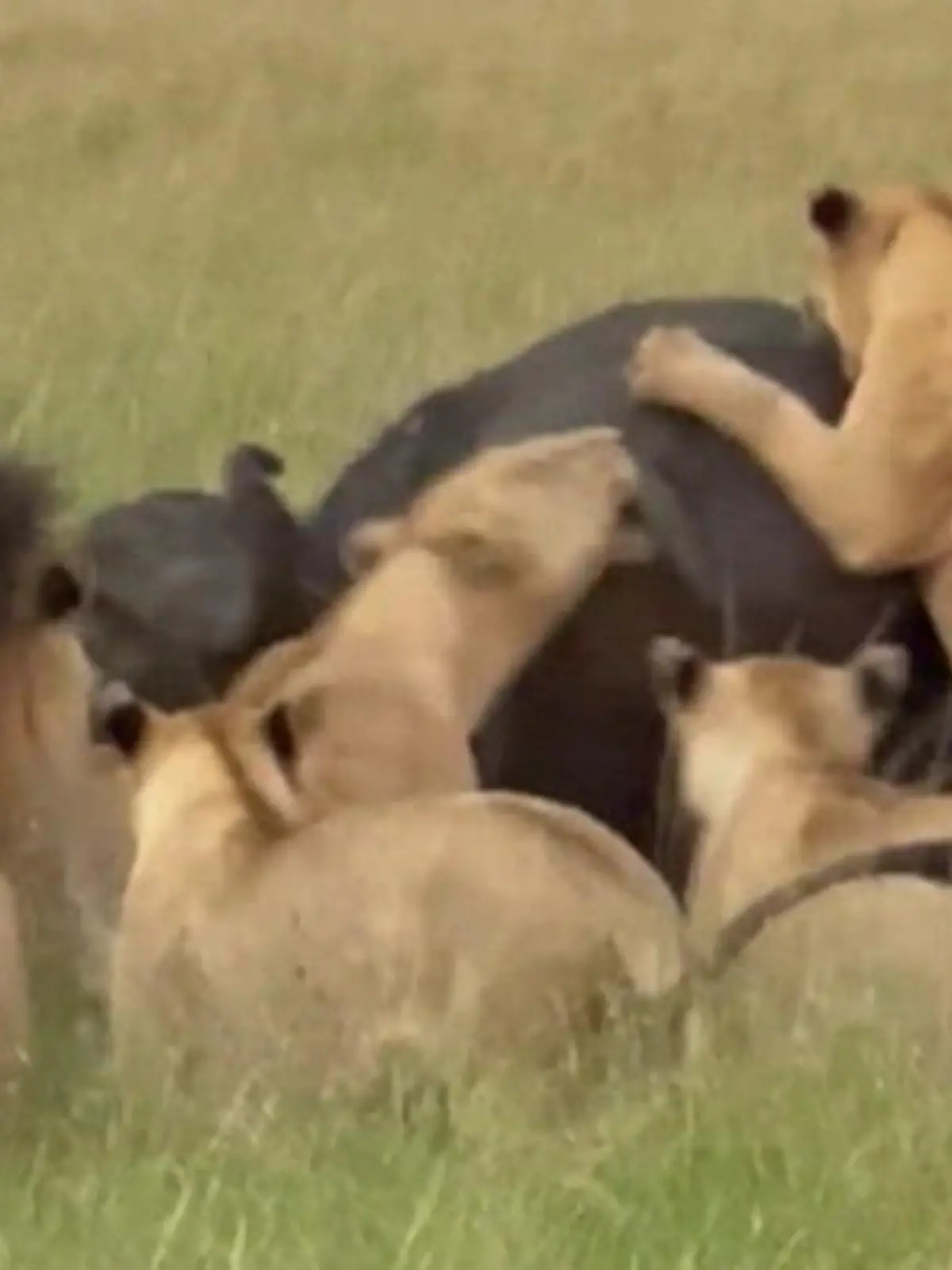 In diesem Naturreservat erleben Safari-Touris hautnah eine seltene und brutale Attacke: Ein Rudel Löwinnen macht Jagd auf einen Büffel und erlegt ihn. Selbst die Guides haben sowas noch nicht auf der Kamera festhalten können.
Die spektakulären Bilder seht ihr im Video.