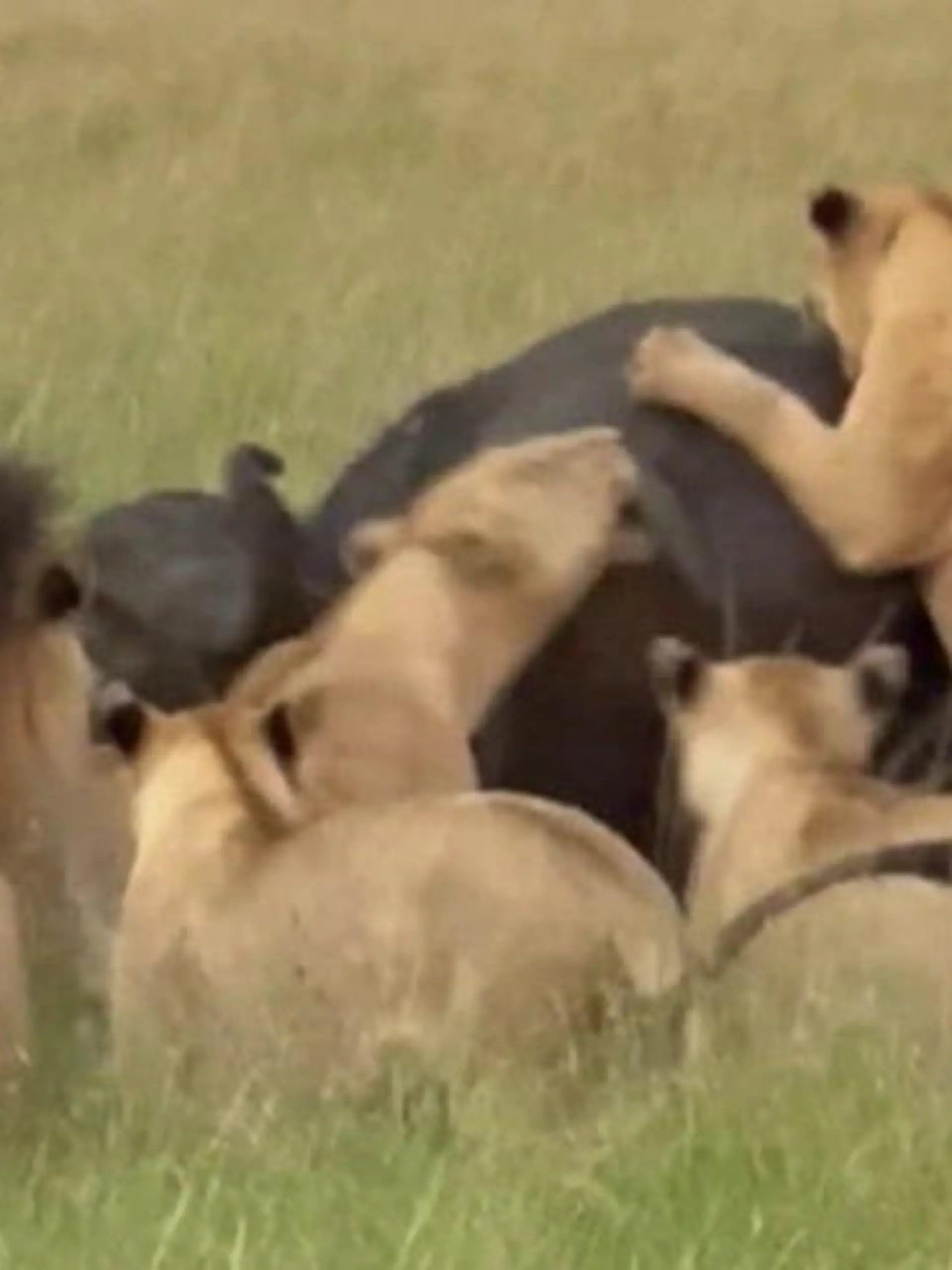 In diesem Naturreservat erleben Safari-Touris hautnah eine seltene und brutale Attacke: Ein Rudel Löwinnen macht Jagd auf einen Büffel und erlegt ihn. Selbst die Guides haben sowas noch nicht auf der Kamera festhalten können.
Die spektakulären Bilder seht ihr im Video.