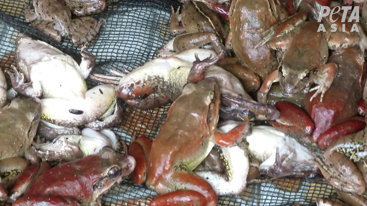 Frösche stapeln sich auf einer asiatischen Froschfarm.
