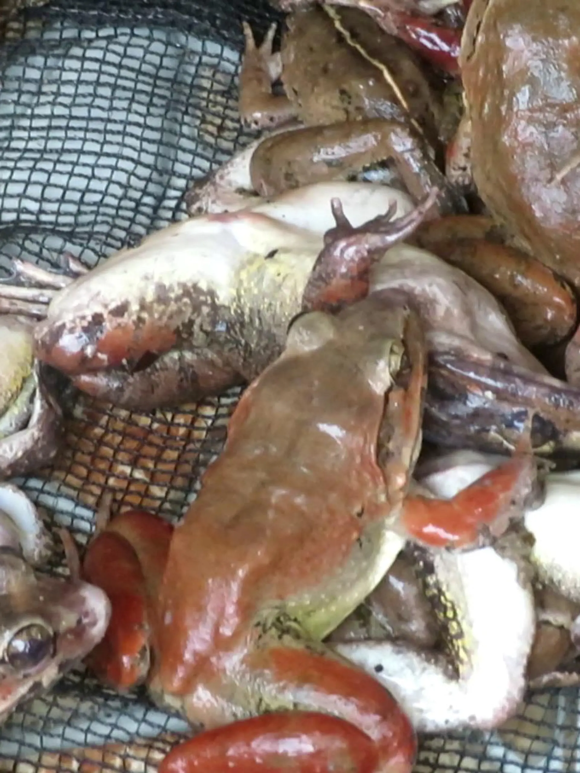 Frösche stapeln sich auf einer asiatischen Froschfarm.
