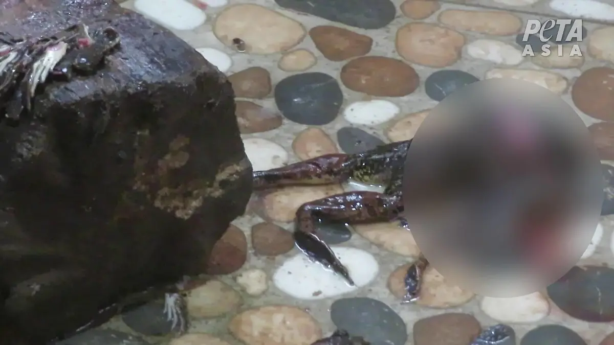 Frösche bei der Schlachtung auf einer Froschfarm.