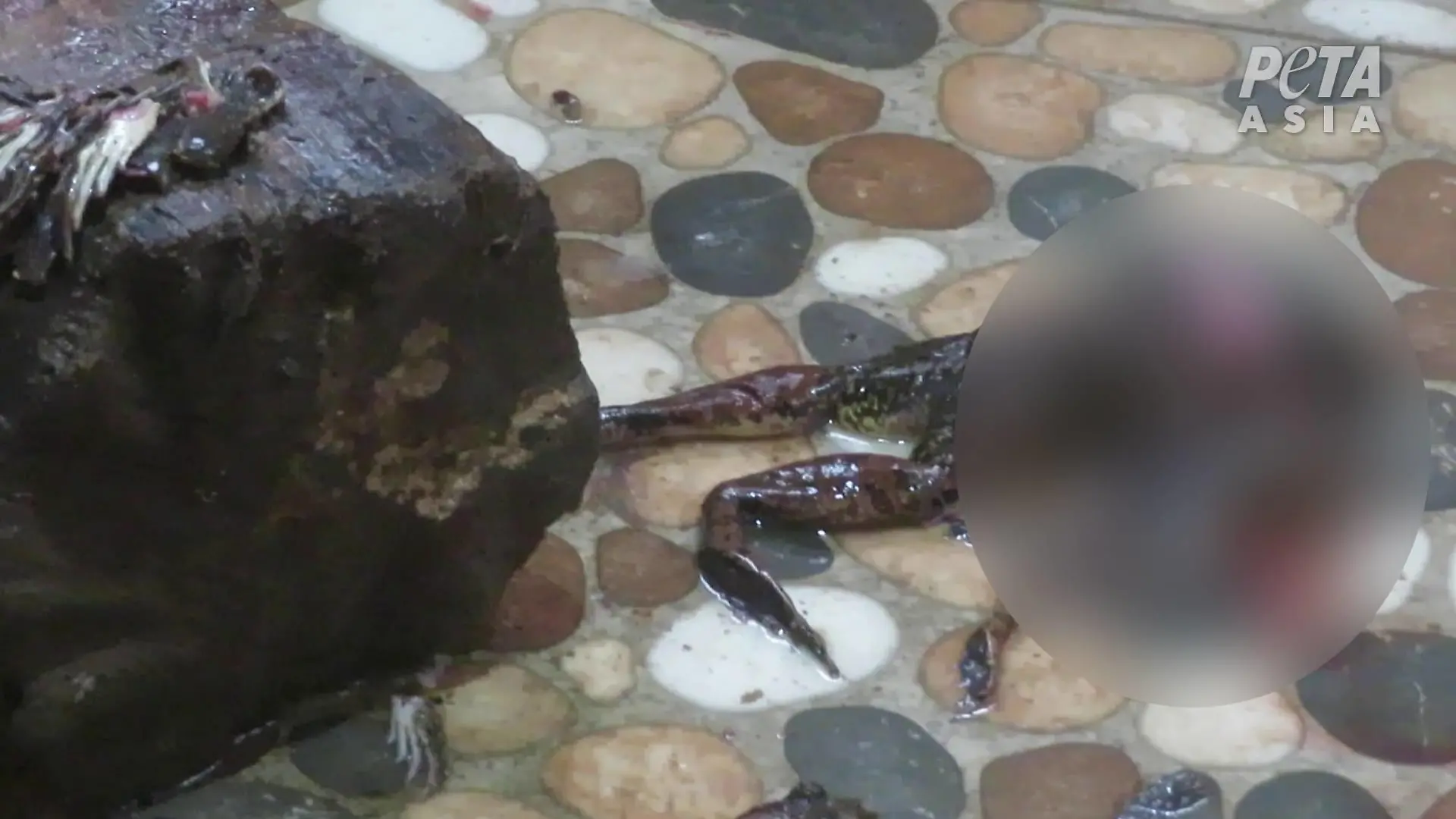 Frösche bei der Schlachtung auf einer Froschfarm.