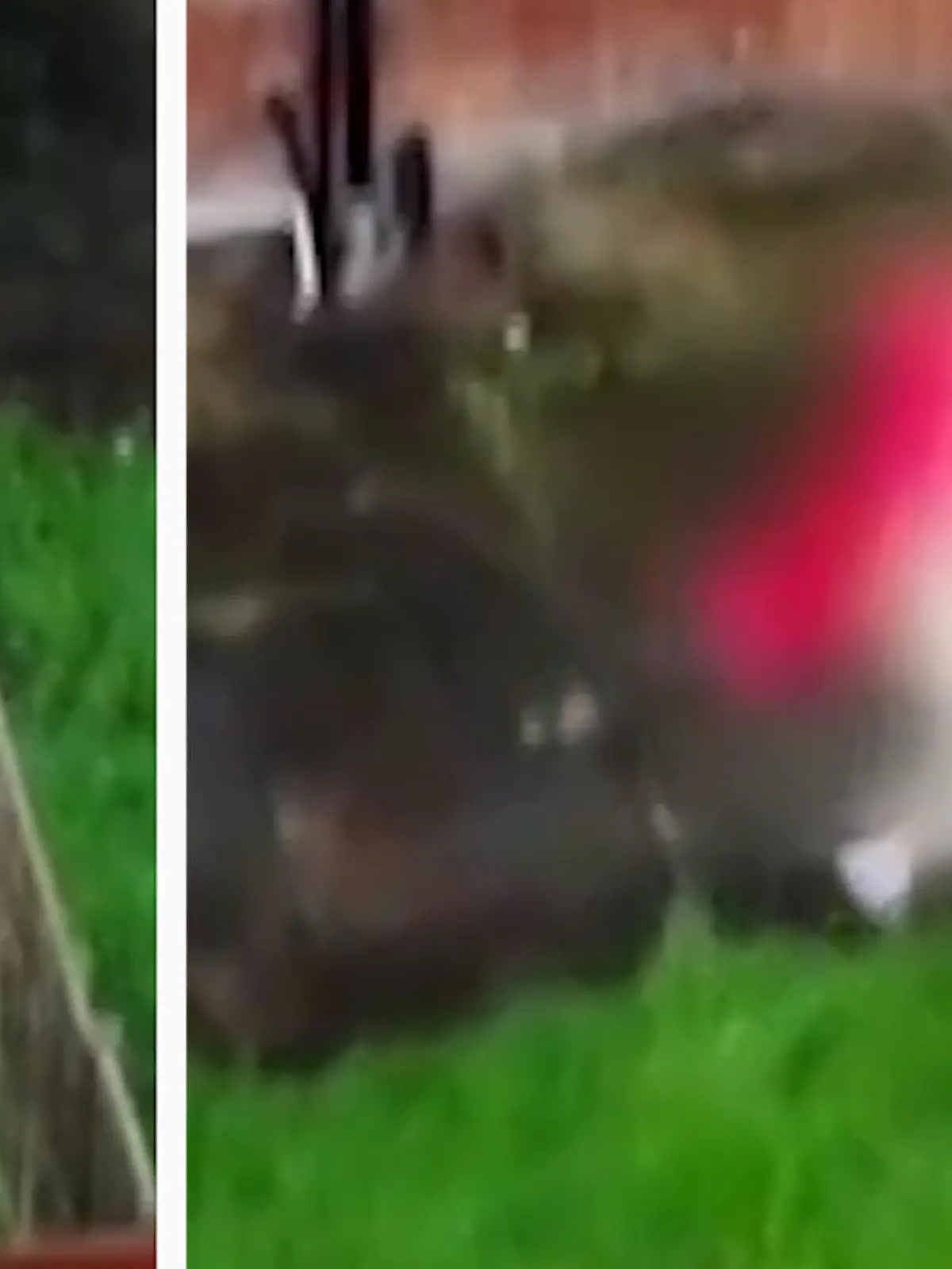 Bei dieser Flucht haben die Nachbarn sicherlich aus dem Fenster geguckt! Unverhofft kommt oft - in diesem Fall führt der spontane Polizeibesuch zu einem spektakulären Hindernislauf! Ob der halbnackte Drogendealer gefasst werden kann, seht ihr im Video!