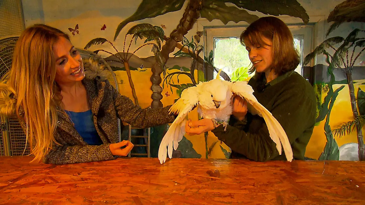 Kakadu Popeye im Tierpark Willingen