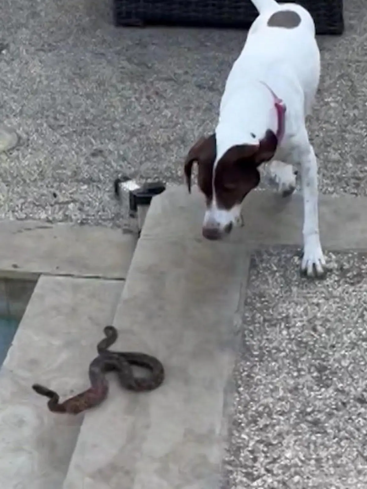 Furchtlos packt er sich das Reptil mit seinen Reißern. In Nashville rettet ein Hund seine Besitzerin durch beherztes Eingreifen vor einer gefährlichen Schlange. Mehr seht ihr im Video!