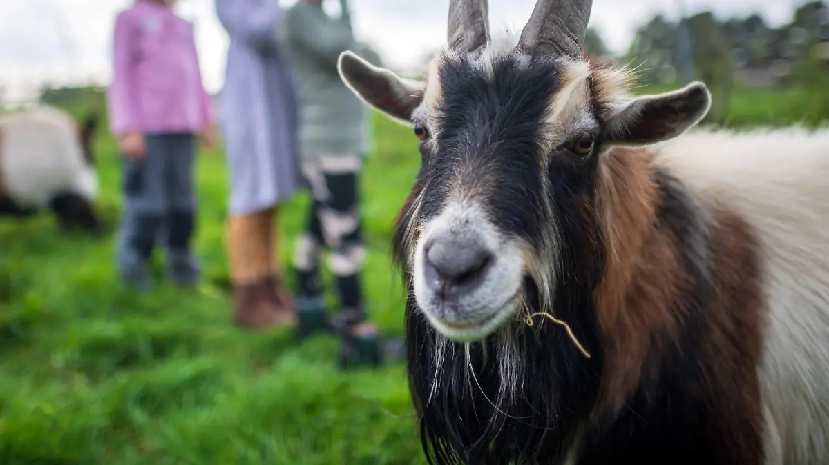 Auf dem Petershof in Duisburg-Marxloh haben Kinder im Alter von 9 und 10 Jahren Tiere gequält.