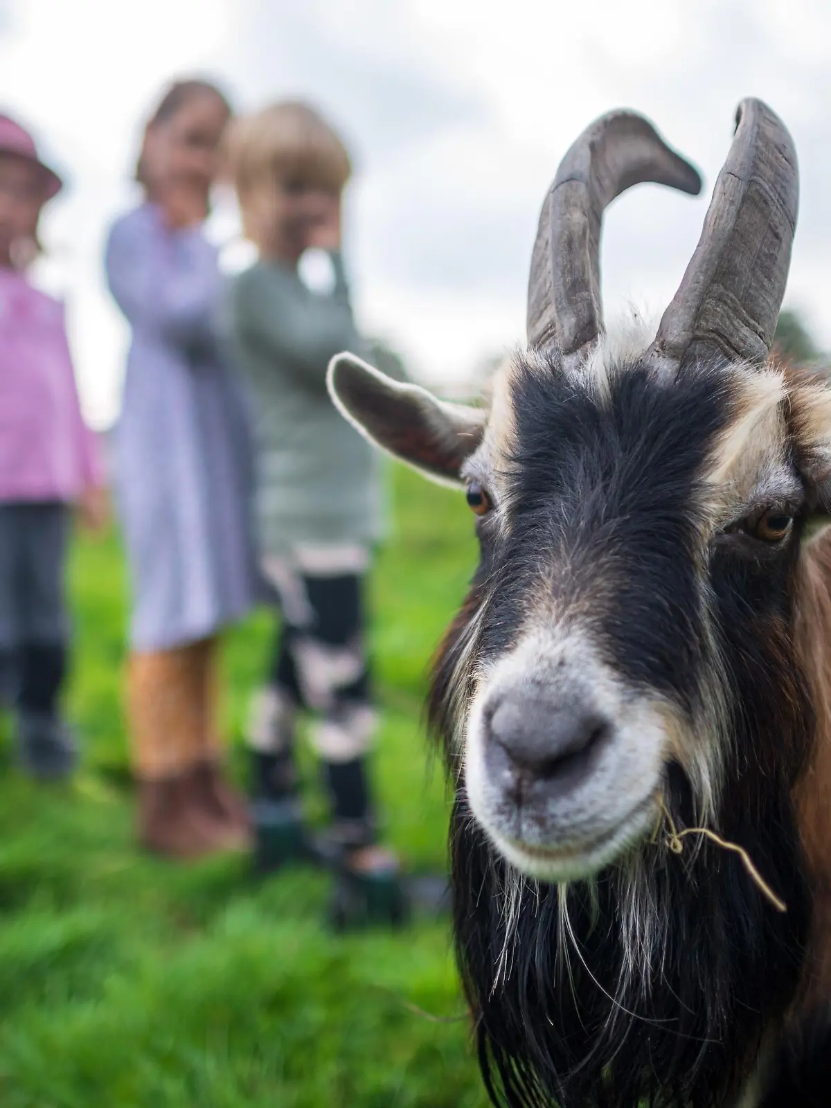 Auf dem Petershof in Duisburg-Marxloh haben Kinder im Alter von 9 und 10 Jahren Tiere gequält.