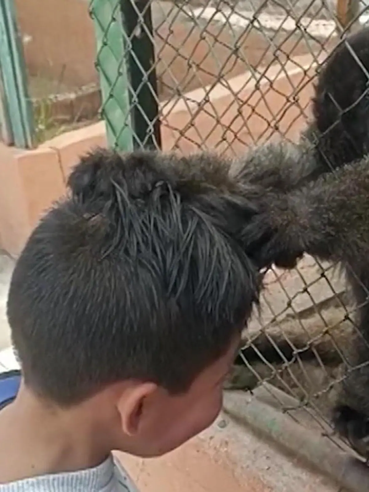 In einem Zoo geht ein frecher Affe einem Schüler an die Frise. Ist er vielleicht eifersüchtig, dass die Haare des Jungen mehr glänzen als sein Fell? Man weiß es nicht. Ob der Primat den Jungen hier angreift oder nur auf Tuchfühlung gehen will, seht ihr im Video.