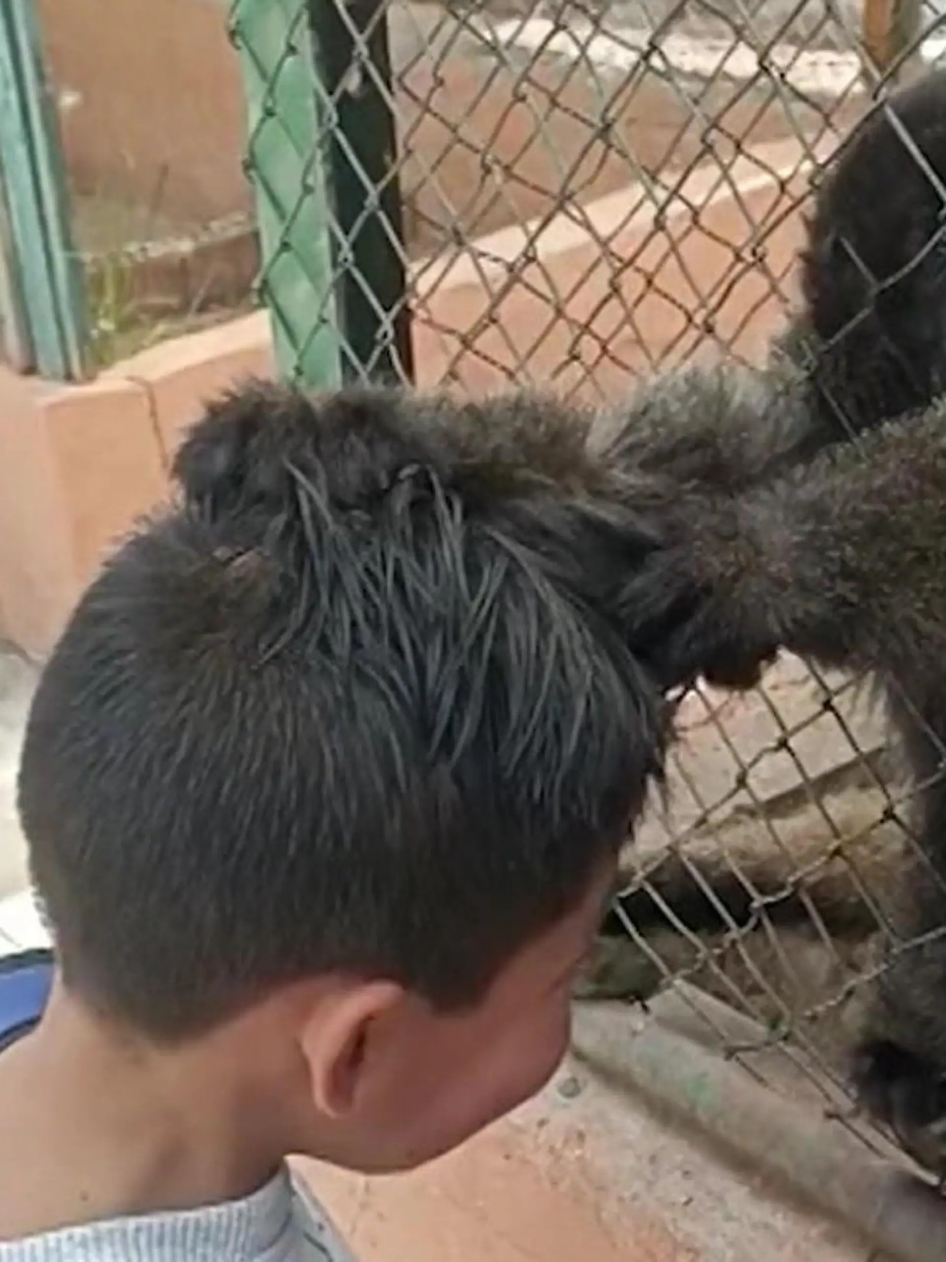In einem Zoo geht ein frecher Affe einem Schüler an die Frise. Ist er vielleicht eifersüchtig, dass die Haare des Jungen mehr glänzen als sein Fell? Man weiß es nicht. Ob der Primat den Jungen hier angreift oder nur auf Tuchfühlung gehen will, seht ihr im Video.