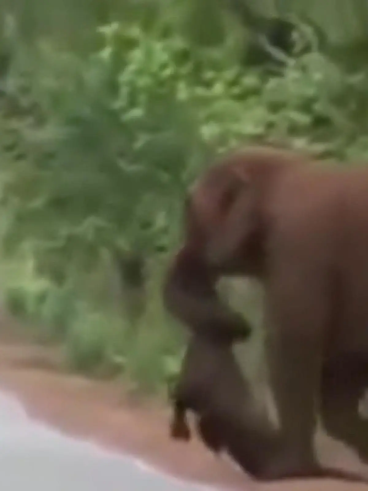 Was für herzzerreißende Bilder aus Indien! Schon länger weiß man: Elefanten tragen die verstorbenen Jungen umher. Aber wieso eigentlich? Und wie sieht so etwas aus?