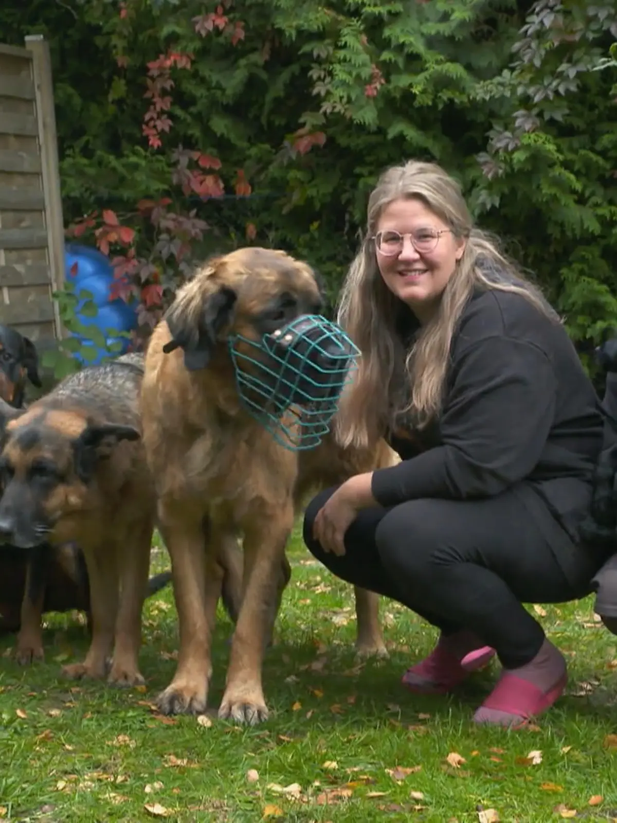 Bild zu: "Willkommen bei der härtesten Hundegang"