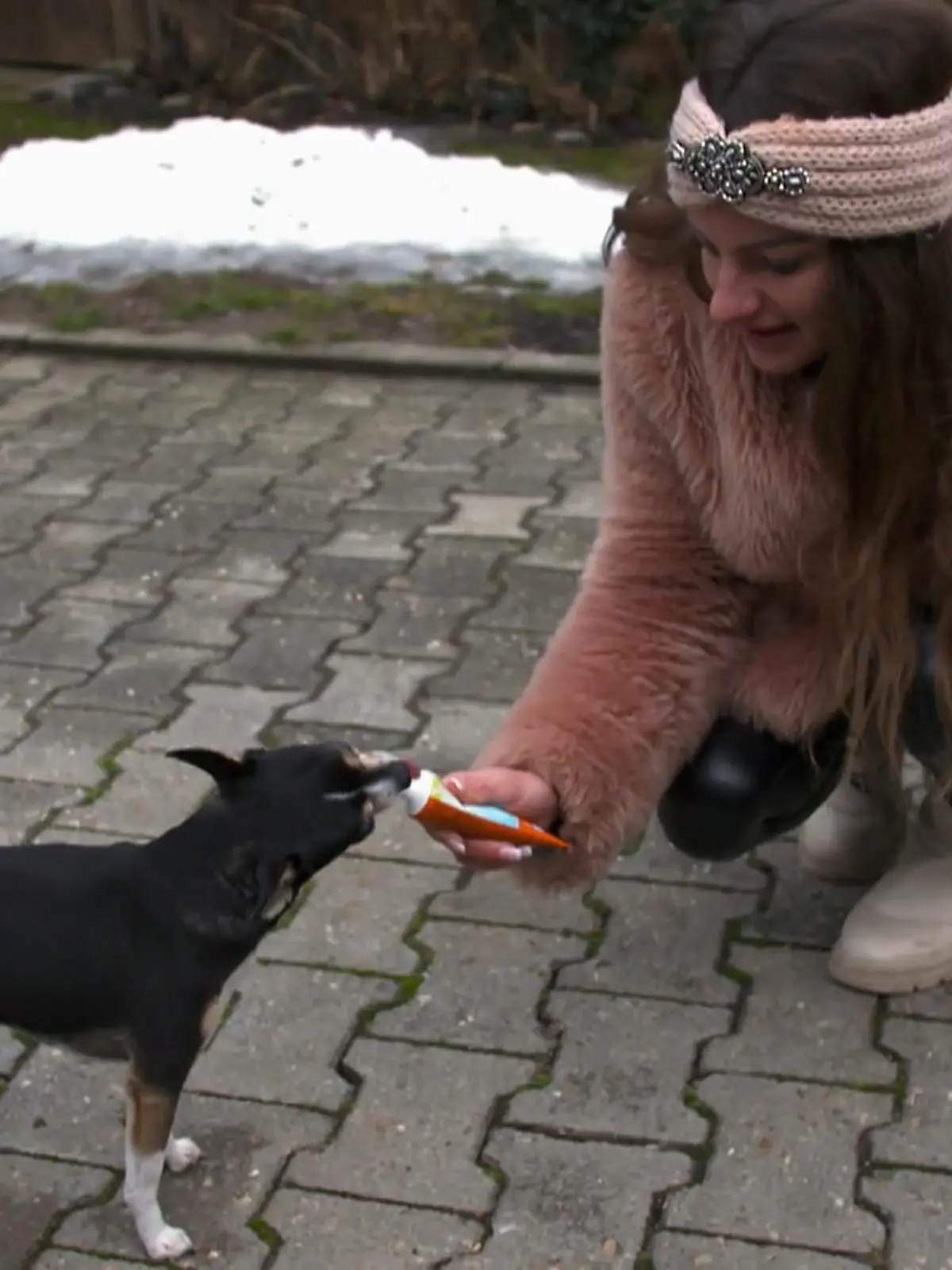 Bild zu: "Ängstliche Chihuahua-Hündin schnappt"