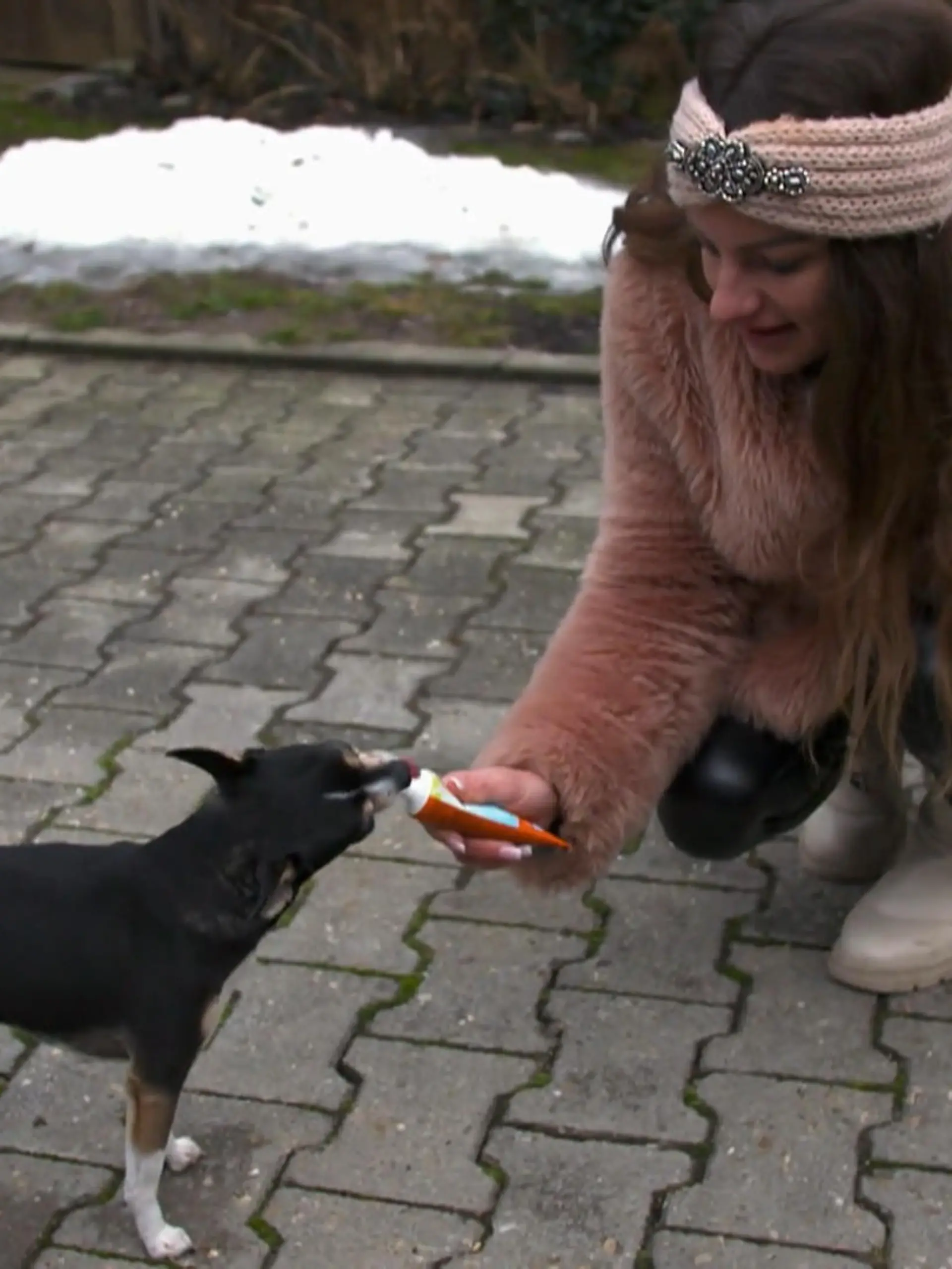 Bild zu: "Ängstliche Chihuahua-Hündin schnappt"