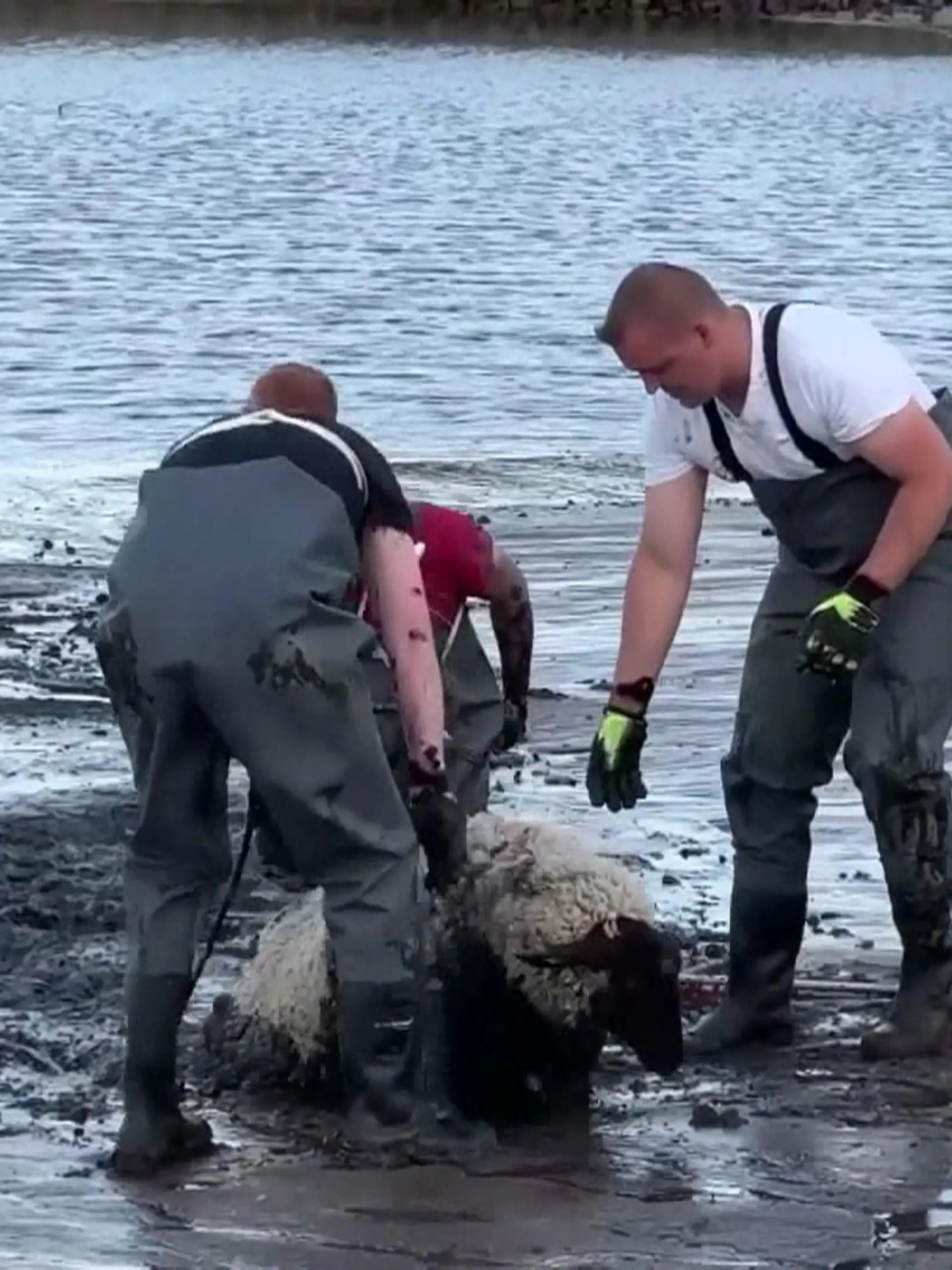 Tierische Rettungsaktion - Ein paar Schafe sind im Schlick gefangen und müssen gerettet werden.