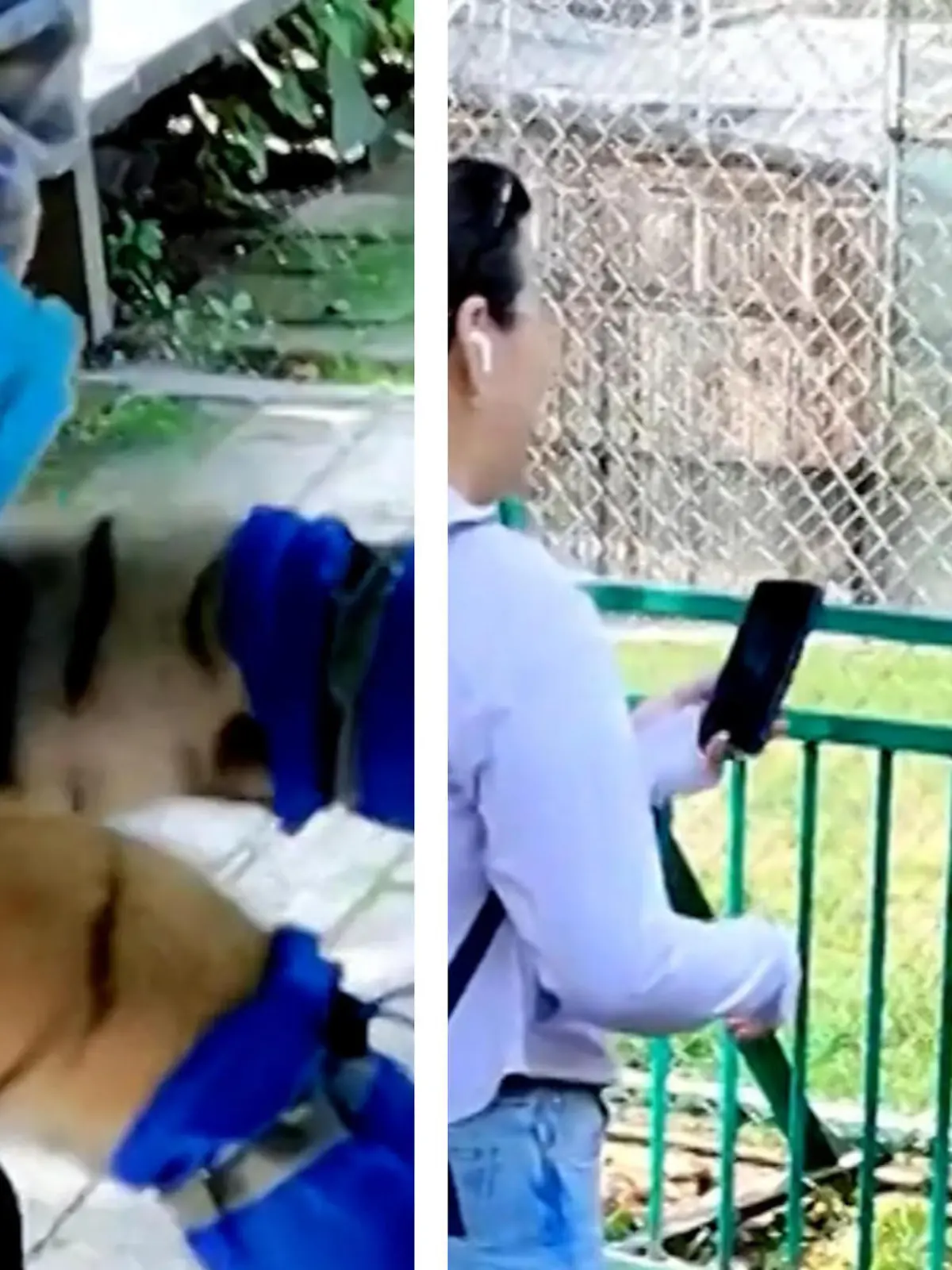 Zugegeben: ein kleines Tiger-Baby sieht auf den ersten Blick schon sehr knuffig aus. Dennoch sollte man nie vergessen, dass es sich bei den Tieren um wilde Raubkatzen handelt. Und die sollten einfach nicht als Touristen-Attraktion herhalten müssen. Doch genau das muss ein kleines Tiger-Baby im Yibin Wildlife Park in Sichuan. Die heftigen Szenen und welche Konsequenzen das Verhalten nun für die Zoomitarbeiter hat, erfahrt ihr im Video.