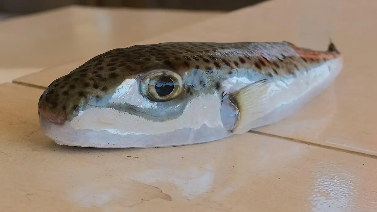 Ein Hasenkopf-Kugelfisch liegt auf einem gefliesten Tisch. (zu dpa "Per Kopfgeld gesucht: Kugelfisch macht türkischen Fischern Probleme")