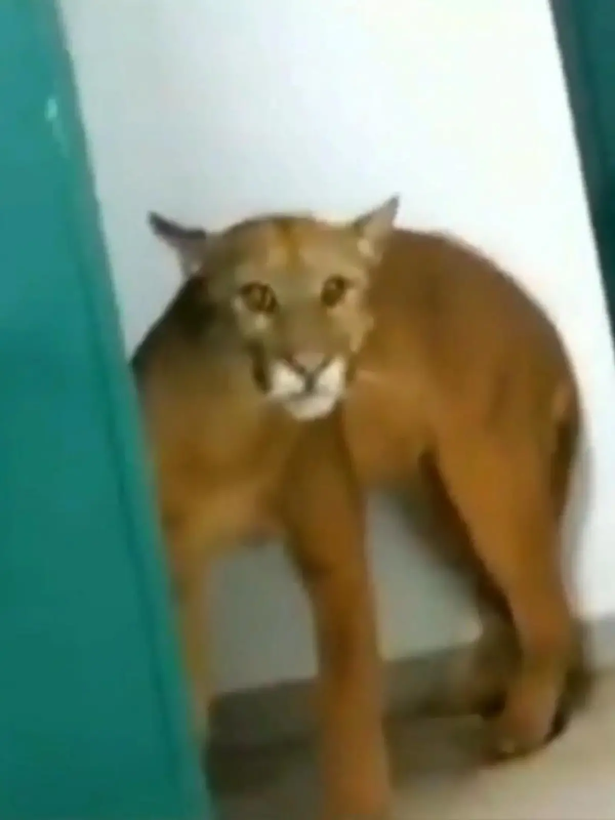 Auf der Schultoilette gibt es so einige Dinge, die man nicht so gerne sieht: fehlendes Toilettenpapier, lange Warteschlangen oder in ganz seltenen Fällen auch wilde Tiere. Der 9-jährige David Miguel aus Brasilien begegnet bei einer kurzen Pipi-Pause nämlich einem ausgewachsenen Puma – und friert vor Schreck fast ein.