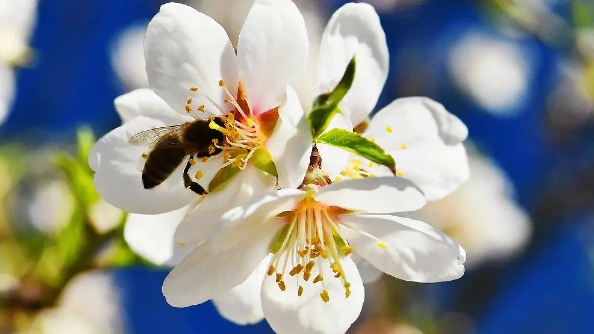 Weltbienentag: Wie Garten und Balkon bienenfreundlich werden