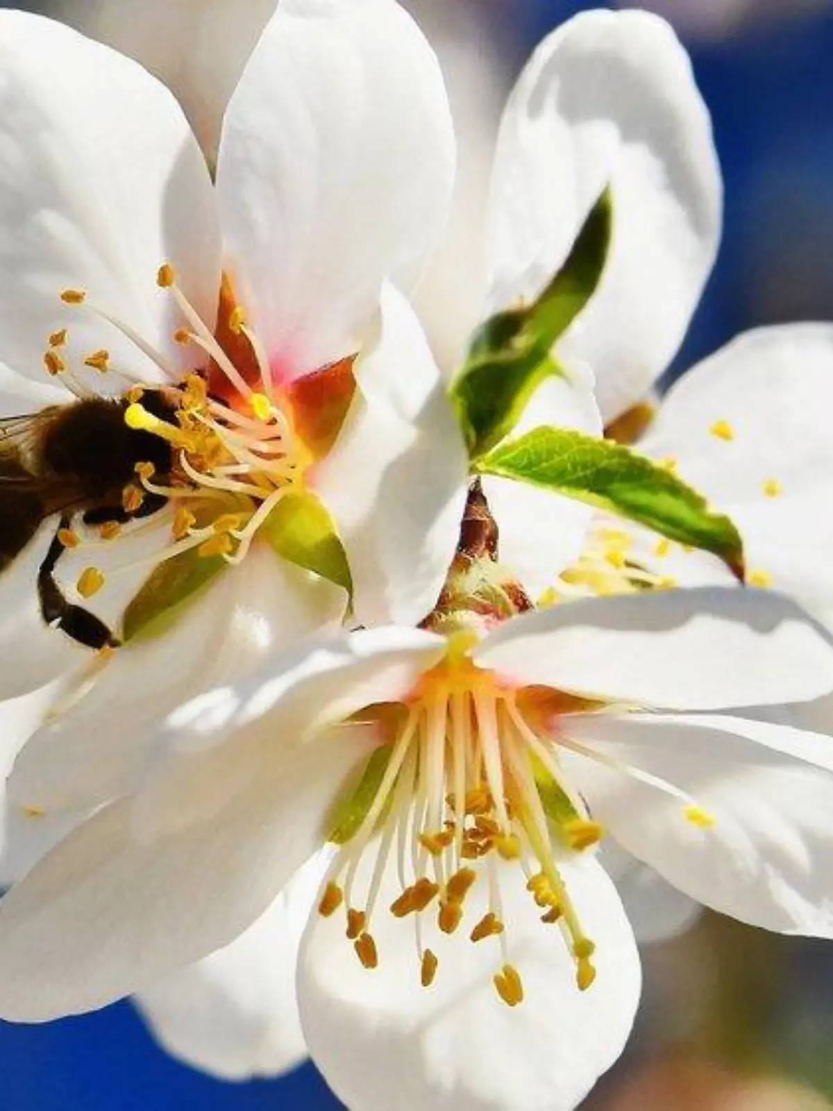 Weltbienentag: Wie Garten und Balkon bienenfreundlich werden