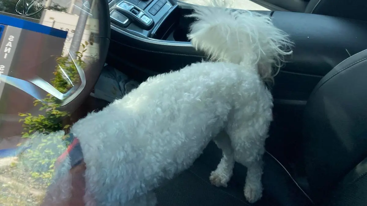 Hund im Auto