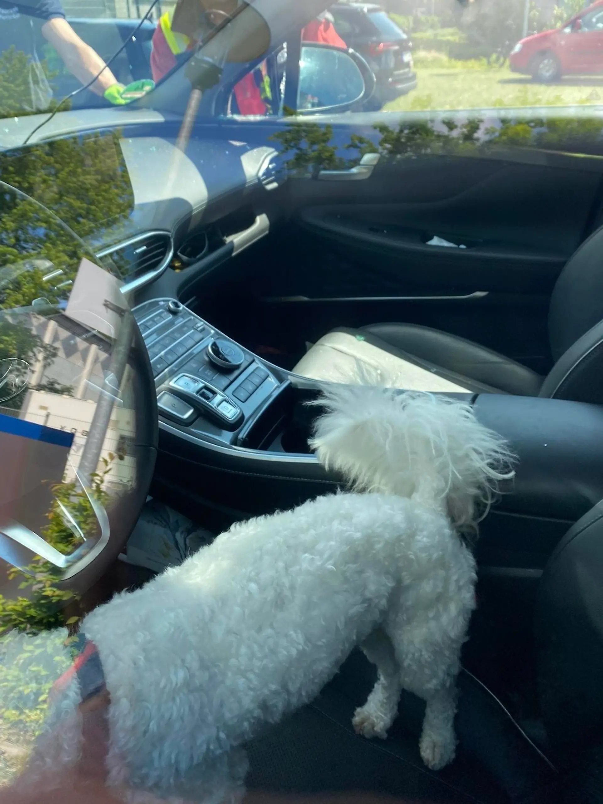 Hund im Auto