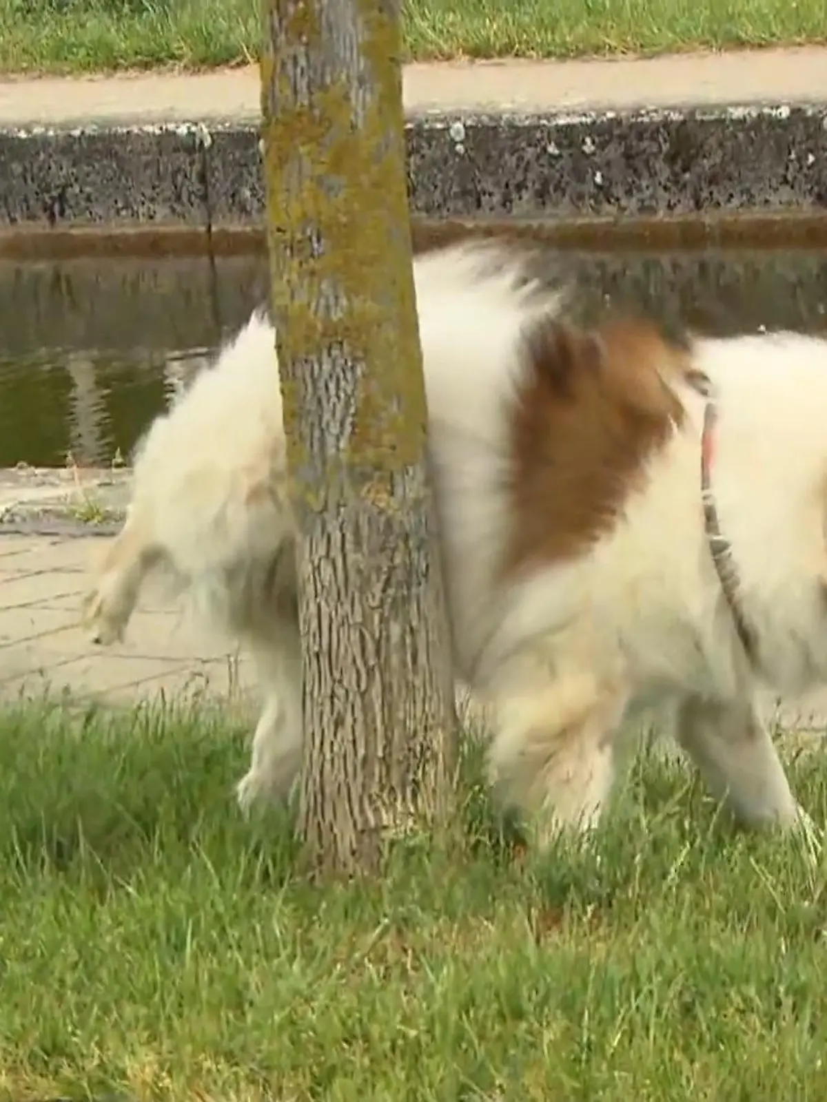 Hundeurin, der Laternenpfähle verätzt? Klingt etwas verrückt, passiert aber gerade tatsächlich in Viersen. Hier müssen nun mehrere dutzend Laternen ausgetauscht werden, die vom Hundepipi bereits zersetzt werden.