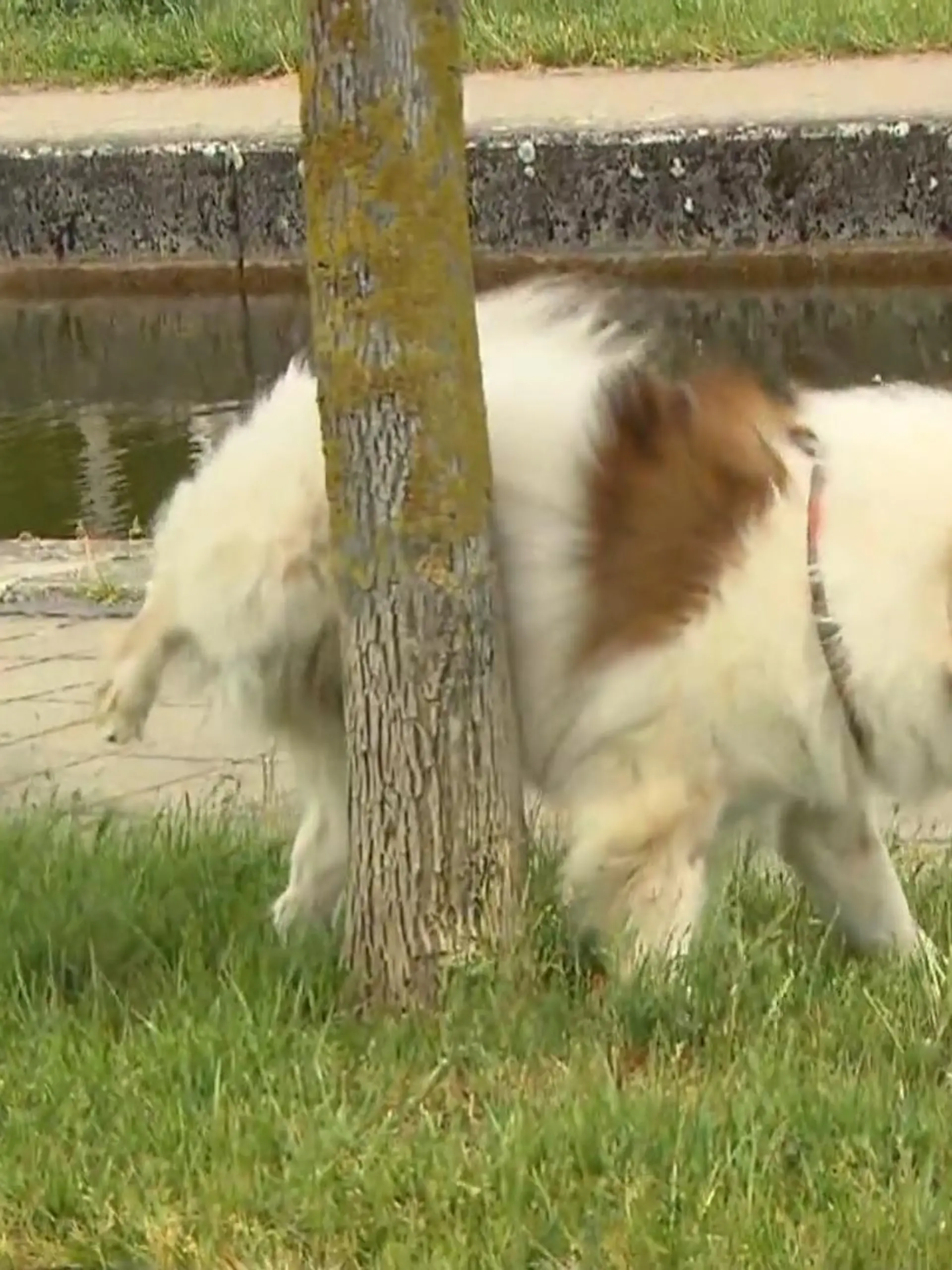 Hundeurin, der Laternenpfähle verätzt? Klingt etwas verrückt, passiert aber gerade tatsächlich in Viersen. Hier müssen nun mehrere dutzend Laternen ausgetauscht werden, die vom Hundepipi bereits zersetzt werden.