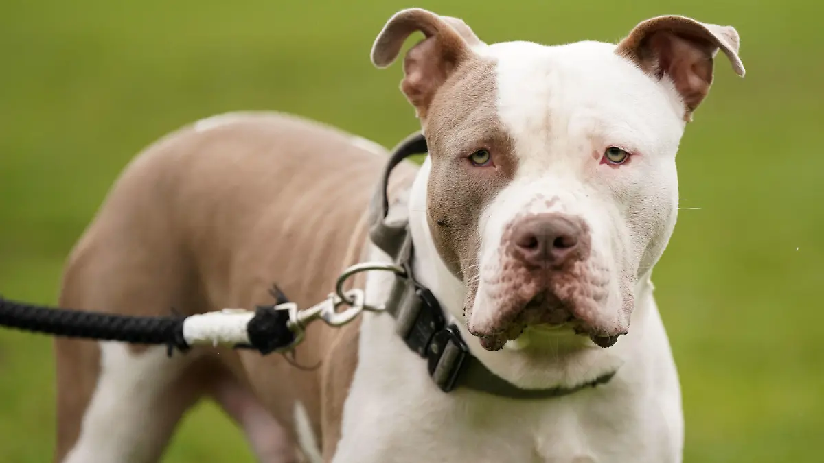 ARCHIV - 30.09.2023, Großbritannien, Birmingham: Ein XL-Bully-Hund namens Riz, aufgenommen während eines Protests gegen die Entscheidung der Regierung, sogenannte XL Bullys in die Liste der verbotenen Rassen aufzunehmen (zu dpa: «Halterin in London von eigenen Hunden totgebissen») Foto: Jacob King/PA Media/dpa +++ dpa-Bildfunk +++