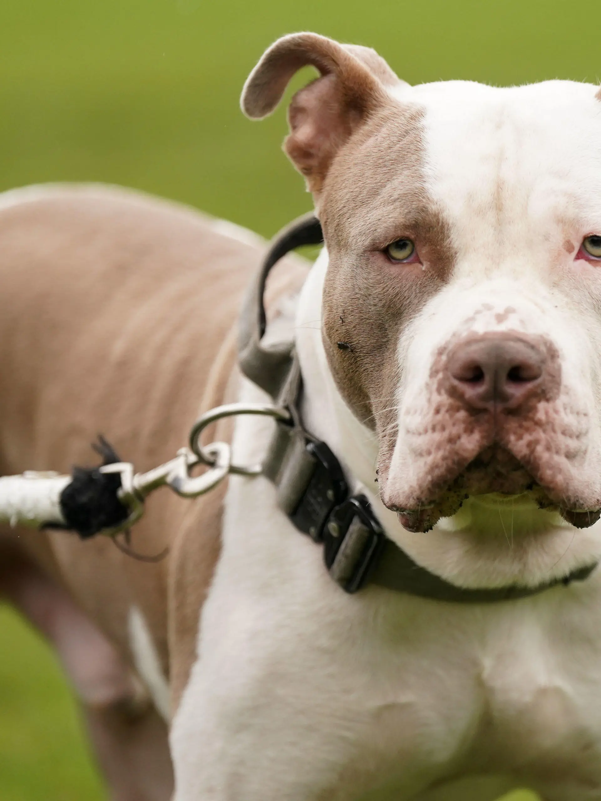 ARCHIV - 30.09.2023, Großbritannien, Birmingham: Ein XL-Bully-Hund namens Riz, aufgenommen während eines Protests gegen die Entscheidung der Regierung, sogenannte XL Bullys in die Liste der verbotenen Rassen aufzunehmen (zu dpa: «Halterin in London von eigenen Hunden totgebissen») Foto: Jacob King/PA Media/dpa +++ dpa-Bildfunk +++