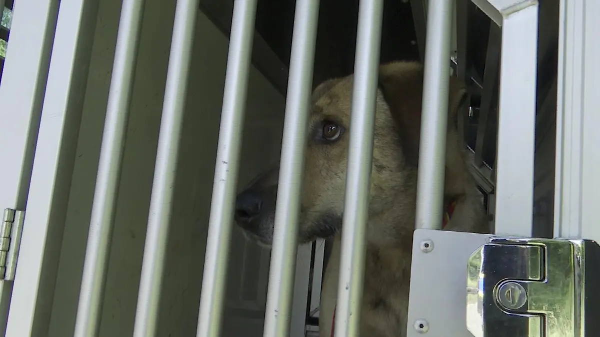 Der Hund wurde in einem Polizeiauto zurück zu seinen Besitzern gebracht.