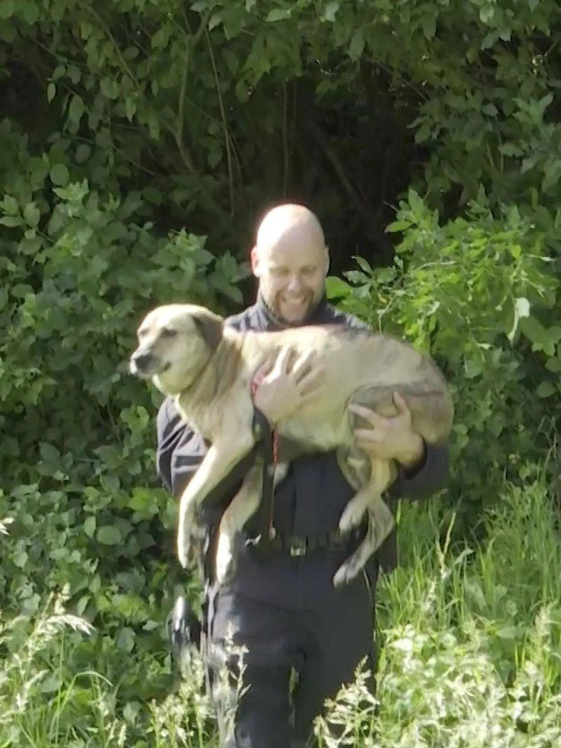Die Polizeikräfte konnten den Hund im Unterholz finden.