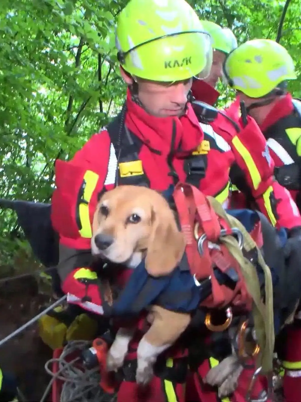 Es sollte ein gemütlicher Spaziergang in einem Wald im hessischen Neckarsteinach werden – doch der Beagle lief plötzlich weg. Der neugierige Hund namens Tete war einen steilen Abhang hinuntergestürzt. 28 Stunden verharrte er dort, sein besorgter Besitzer hatte keine Ahnung, wo sich Tete befand…