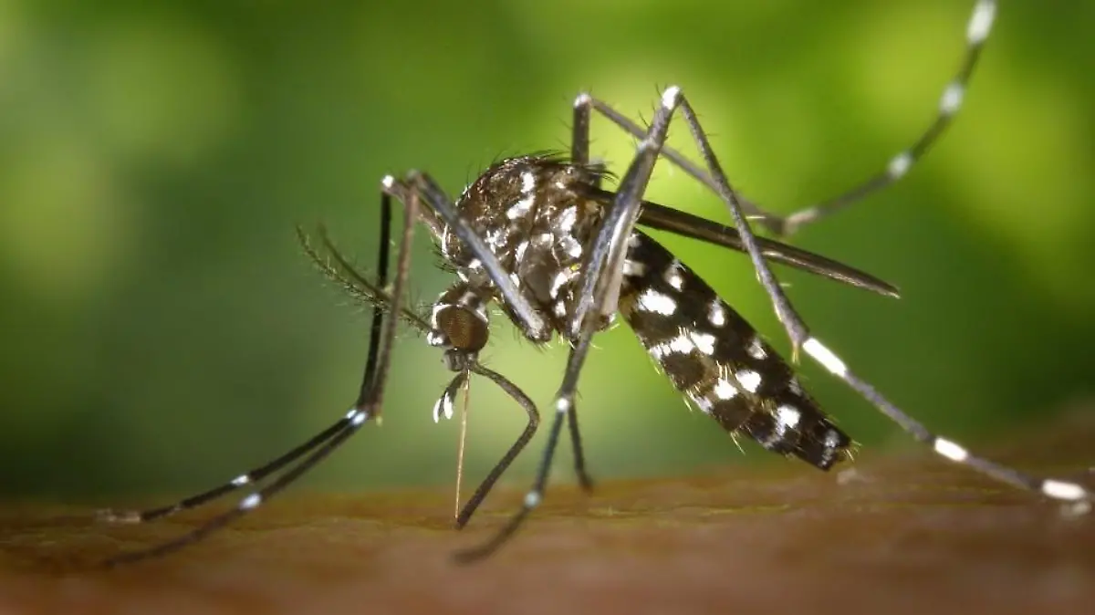Die asiatische Tigermücke kann z.B. Dengue-Fieber übertragen.