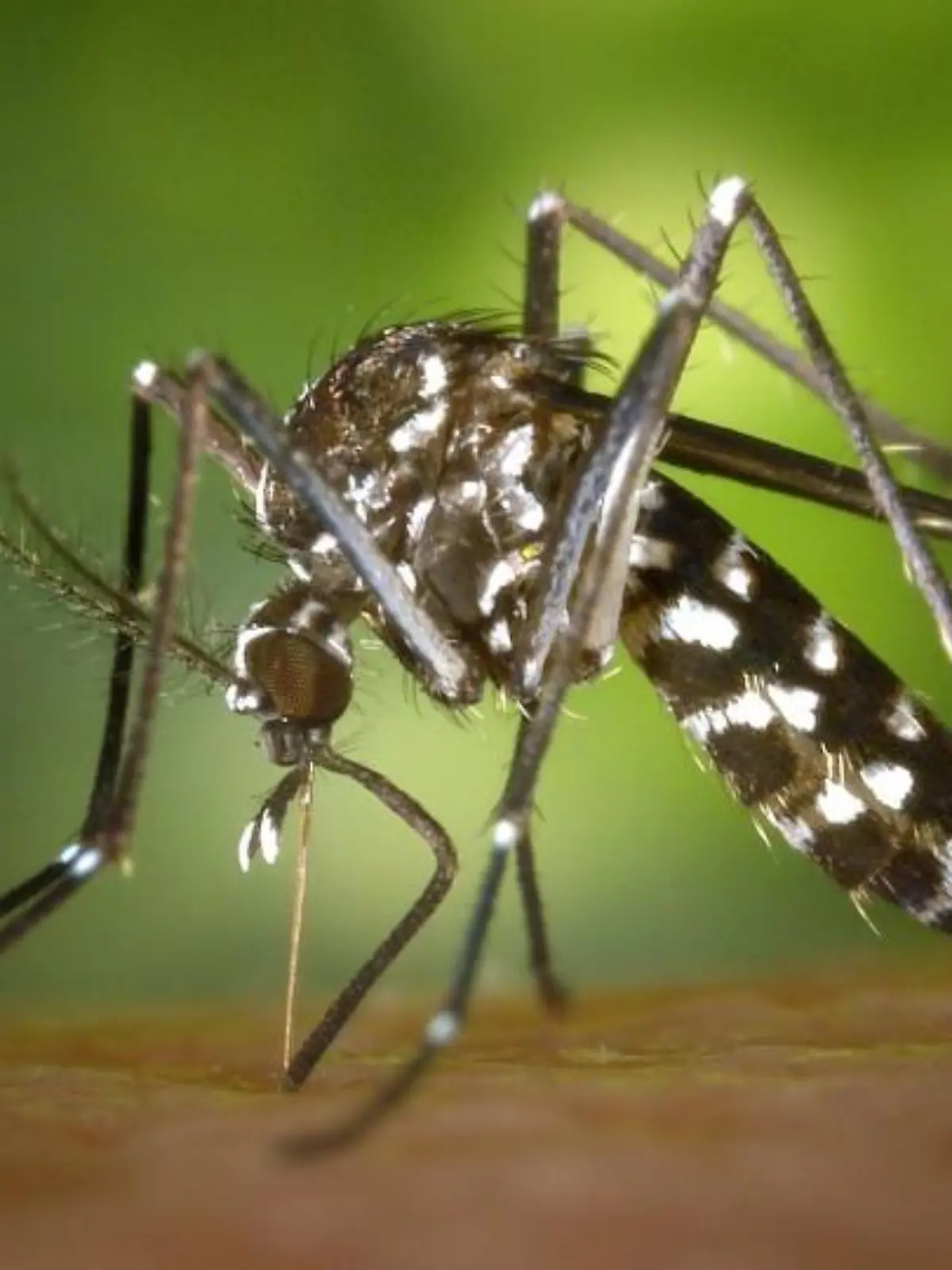 Die asiatische Tigermücke kann z.B. Dengue-Fieber übertragen.