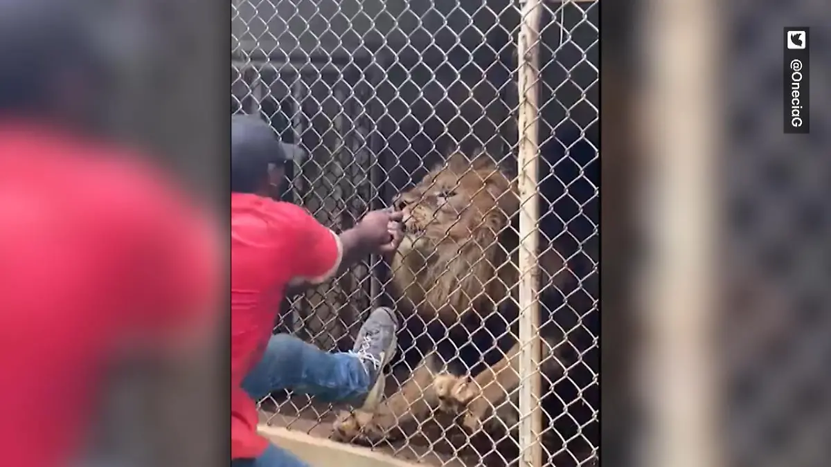 Löwe beißt Wärter den Finger ab! Nach Provokation