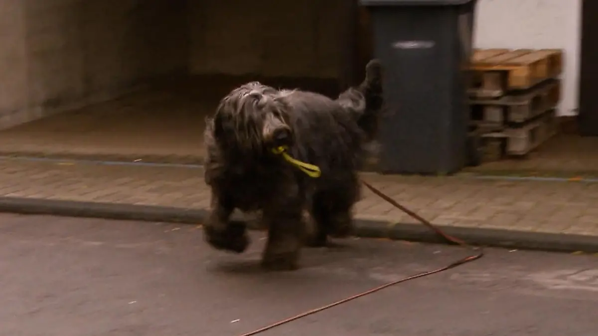 Poldi checkt, ob sich Auto oder Hund nähert Immer konzentriert