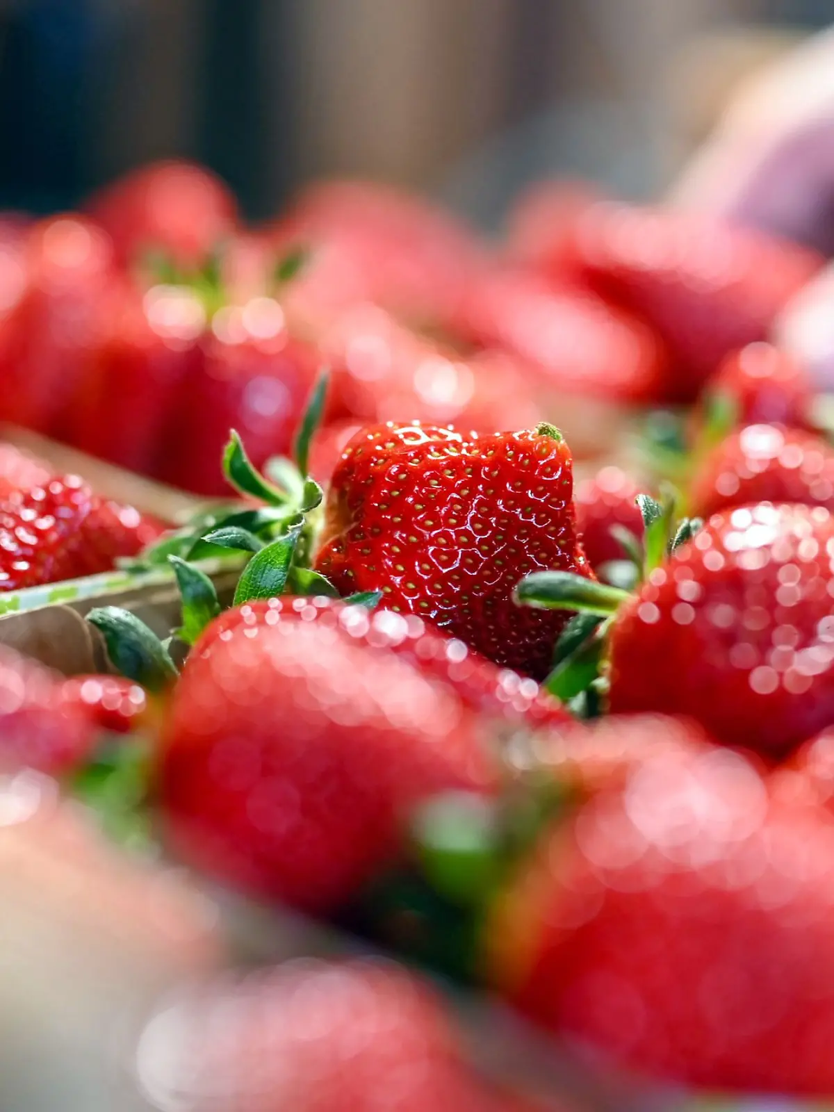 Beim Beerenhof Ell werden frisch geerntete Erdbeeren gezeigt.