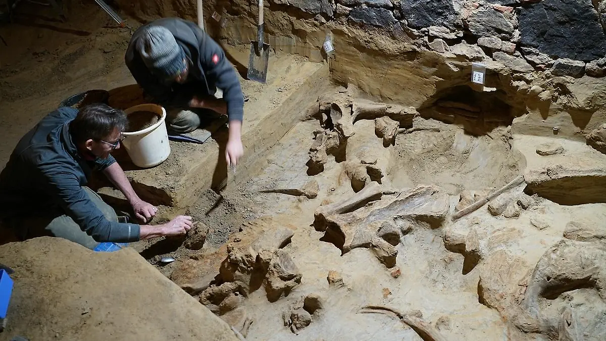 HANDOUT - 07.05.2024, Österreich, Gobelsburg: Experten legen Knochen des Mammuts frei. In dem Weinkeller ist der Winzer bei Umbauarbeiten auf Mammutknochen gestoßen, die Archäologen auf ein Alter von 30 000 bis 40 000 Jahren datieren. Mittlerweile gehe man davon aus, dass es sich bei den Mammutüberresten um den «bedeutendsten Fund dieser Art seit mehr als 100 Jahren» handle. Foto: H. Parow-Souchon/ÖAW-ÖAI/dpa - ACHTUNG: Nur zur redaktionellen Verwendung im Zusammenhang mit der aktuellen Berichterstattung und nur mit vollständiger Nennung des vorstehenden Credits +++ dpa-Bildfunk +++