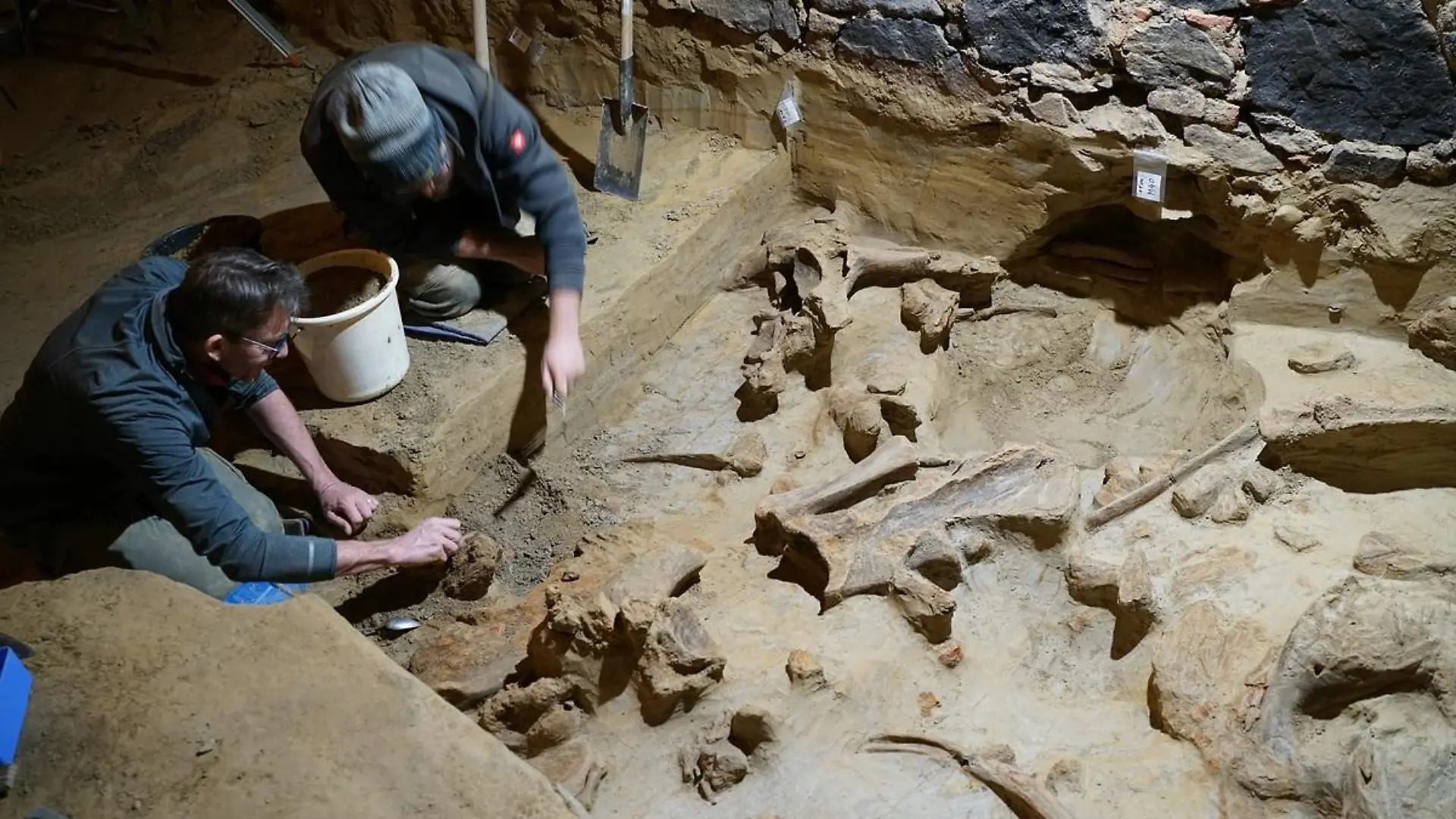 HANDOUT - 07.05.2024, Österreich, Gobelsburg: Experten legen Knochen des Mammuts frei. In dem Weinkeller ist der Winzer bei Umbauarbeiten auf Mammutknochen gestoßen, die Archäologen auf ein Alter von 30 000 bis 40 000 Jahren datieren. Mittlerweile gehe man davon aus, dass es sich bei den Mammutüberresten um den «bedeutendsten Fund dieser Art seit mehr als 100 Jahren» handle. Foto: H. Parow-Souchon/ÖAW-ÖAI/dpa - ACHTUNG: Nur zur redaktionellen Verwendung im Zusammenhang mit der aktuellen Berichterstattung und nur mit vollständiger Nennung des vorstehenden Credits +++ dpa-Bildfunk +++