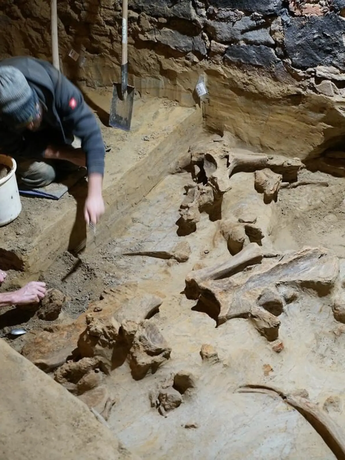 HANDOUT - 07.05.2024, Österreich, Gobelsburg: Experten legen Knochen des Mammuts frei. In dem Weinkeller ist der Winzer bei Umbauarbeiten auf Mammutknochen gestoßen, die Archäologen auf ein Alter von 30 000 bis 40 000 Jahren datieren. Mittlerweile gehe man davon aus, dass es sich bei den Mammutüberresten um den «bedeutendsten Fund dieser Art seit mehr als 100 Jahren» handle. Foto: H. Parow-Souchon/ÖAW-ÖAI/dpa - ACHTUNG: Nur zur redaktionellen Verwendung im Zusammenhang mit der aktuellen Berichterstattung und nur mit vollständiger Nennung des vorstehenden Credits +++ dpa-Bildfunk +++