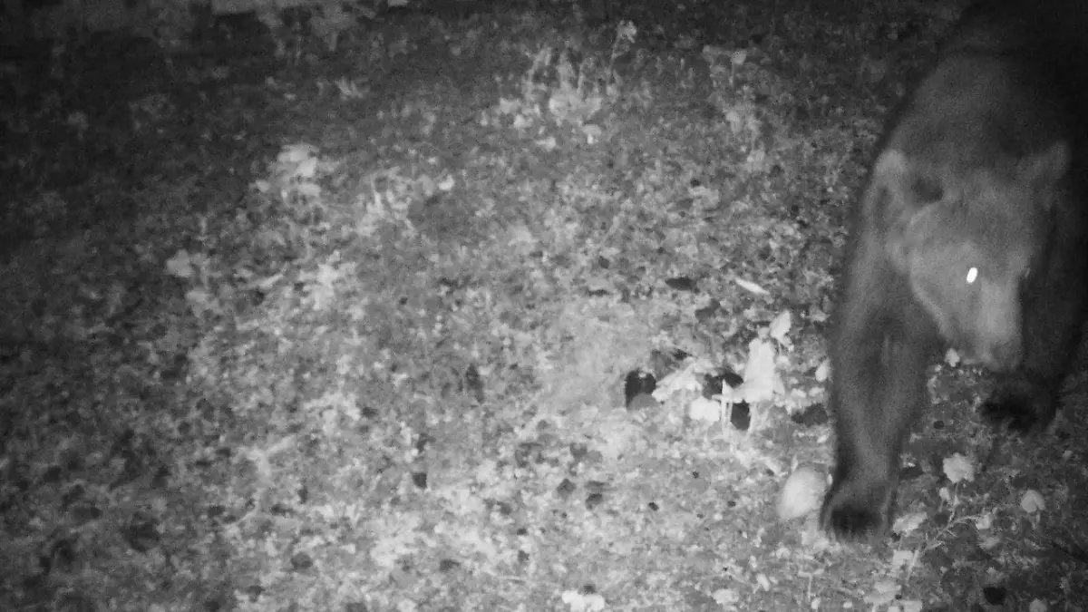HANDOUT - 22.05.2024, Österreich, Lech: Das Foto der Wildkamera zeigt einen Braunbären, der in der Nacht auf den 22. Mai 2024 im Gemeindegebiet festgestellt wurde. Im deutsch-österreichischen Grenzgebiet und nur wenige Kilometer vom Allgäu entfernt ist ein Braunbär unterwegs. (zu dpa/lsw «Bär tapst im deutsch-österreichischen Grenzgebiet in Wildkamera»). Foto: Reviermanagement/dpa - ACHTUNG: Nur zur redaktionellen Verwendung im Zusammenhang mit der aktuellen Berichterstattung und nur mit vollständiger Nennung des vorstehenden Credits +++ dpa-Bildfunk +++