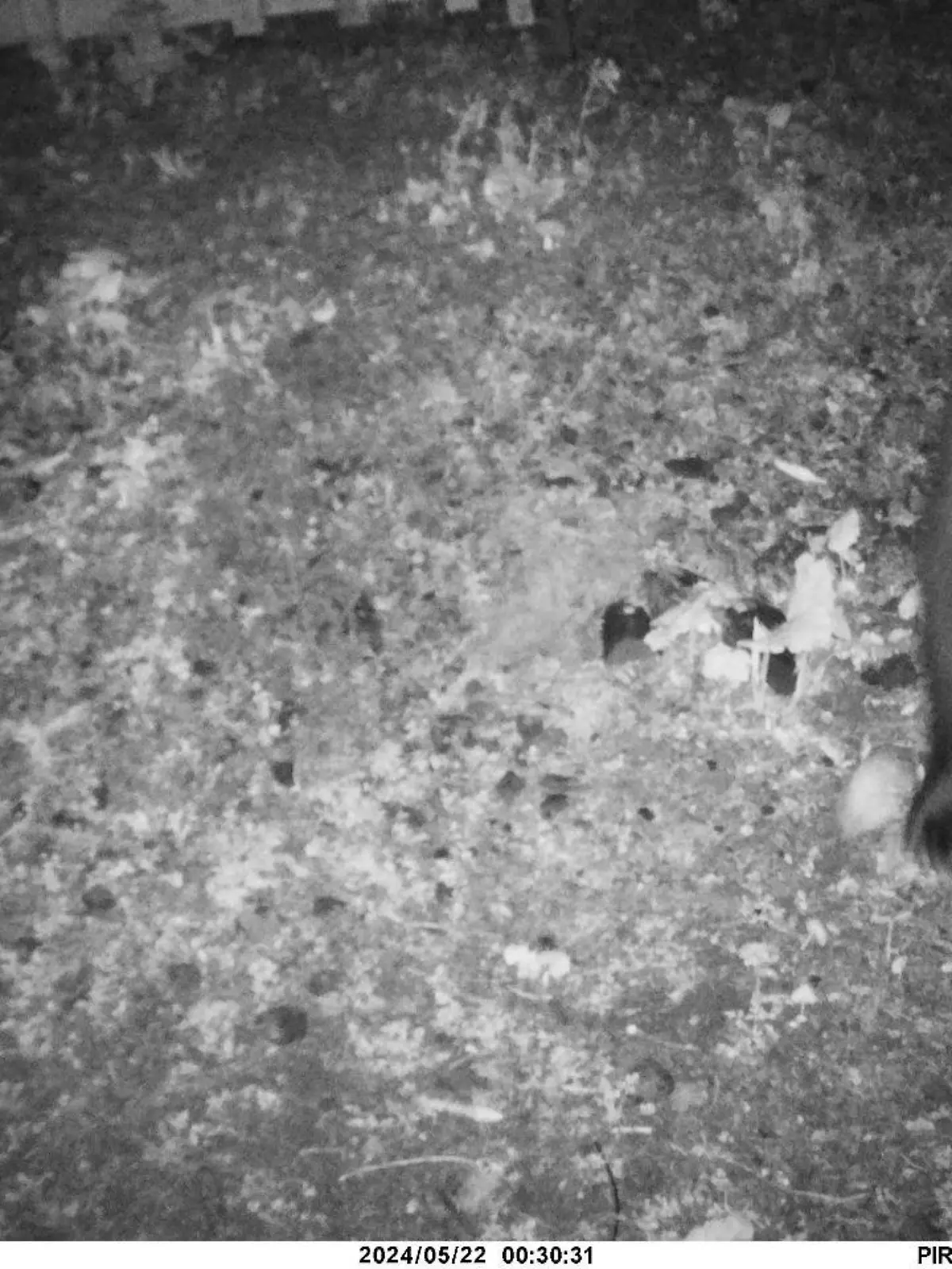 HANDOUT - 22.05.2024, Österreich, Lech: Das Foto der Wildkamera zeigt einen Braunbären, der in der Nacht auf den 22. Mai 2024 im Gemeindegebiet festgestellt wurde. Im deutsch-österreichischen Grenzgebiet und nur wenige Kilometer vom Allgäu entfernt ist ein Braunbär unterwegs. (zu dpa/lsw «Bär tapst im deutsch-österreichischen Grenzgebiet in Wildkamera»). Foto: Reviermanagement/dpa - ACHTUNG: Nur zur redaktionellen Verwendung im Zusammenhang mit der aktuellen Berichterstattung und nur mit vollständiger Nennung des vorstehenden Credits +++ dpa-Bildfunk +++