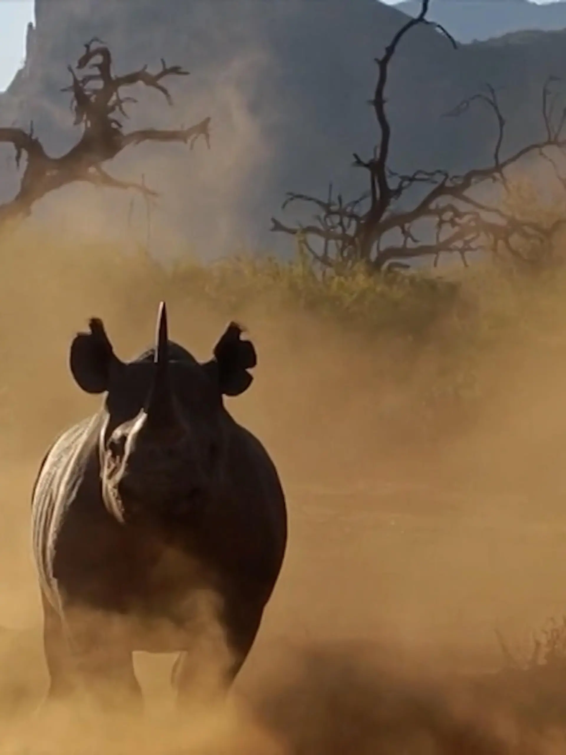 Während einer Safari-Tour im Marakele-Nationalpark in Südafrika machen die Touristen plötzlich Begegnung mit einem Nashorn. Erst wirkt es ganz friedlich, aber dann holt es Anlauf und stürmt direkt auf den Jeep zu. Einer behält zum Glück die Nerven. Wie gefährlich die Attacke wirklich ist, oder ob das Tier hier viel Wirbel um nichts macht, seht ihr im Video.