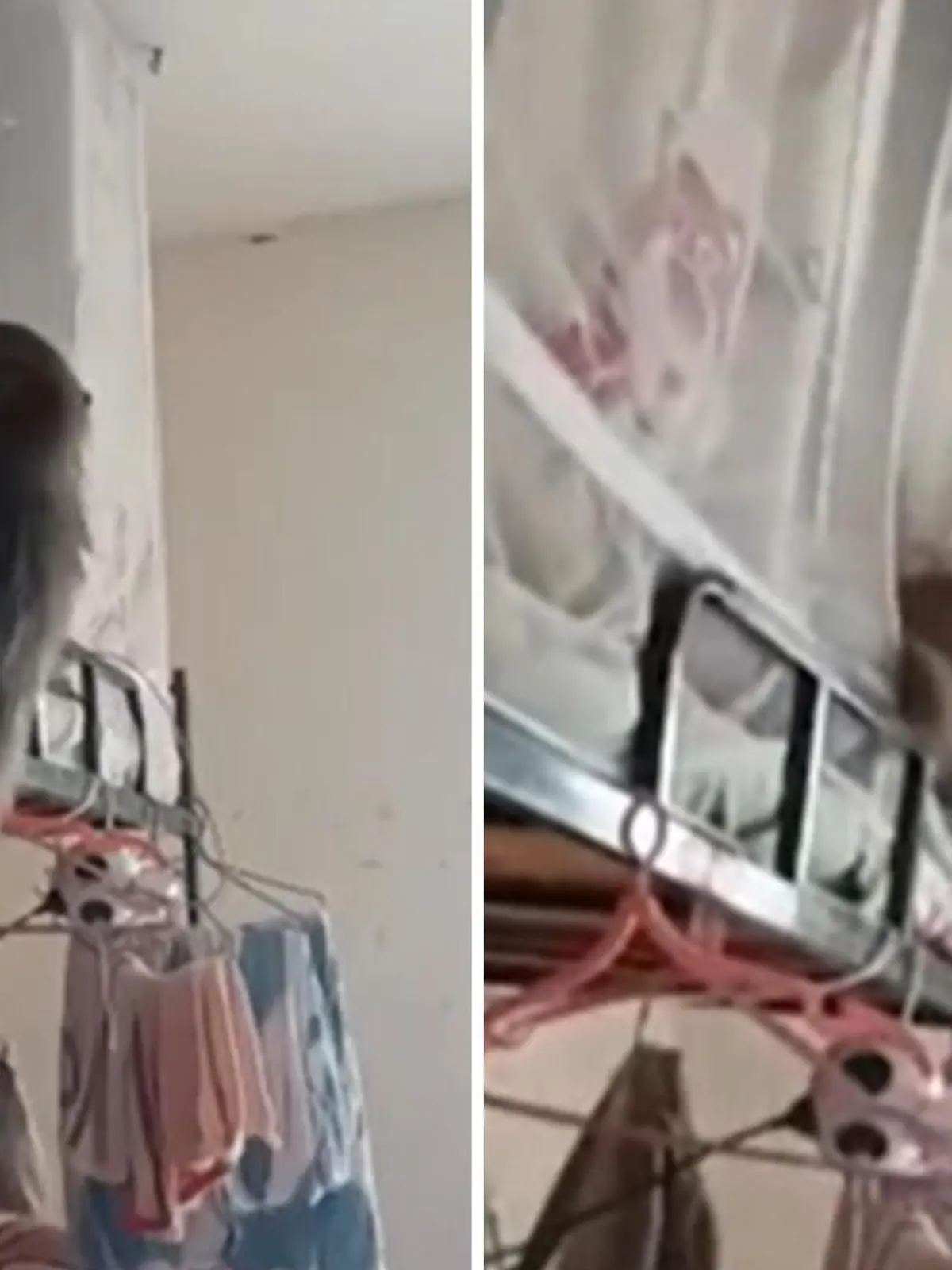 Ein Affe bricht in ein Studentinnen-Wohnheim der Guiyang-Universität in der Provinz Guizhou in China ein. Dort treibt er sein Unwesen und springt von Etagenbett zu Etagenbett. Eine Studentin muss sich vor Schreck sogar hinter ihrem Vorhang verstecken. Ob es den Frauen gelingt, den Primaten wieder nach draußen zu locken, zeigen wir euch im Video.