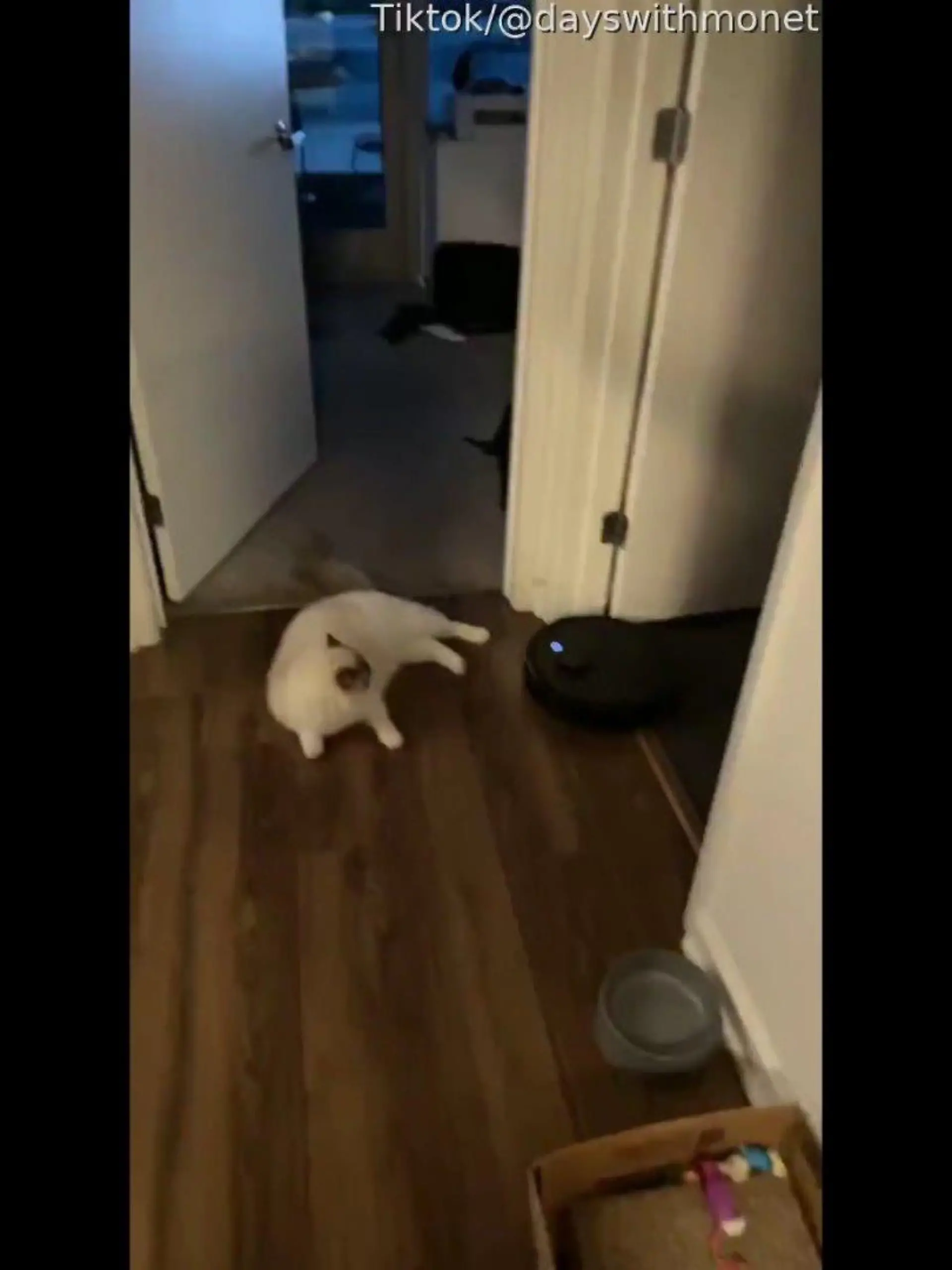 Ragdoll-Katze und Saugroboter liefern sich ein Kräftemessen